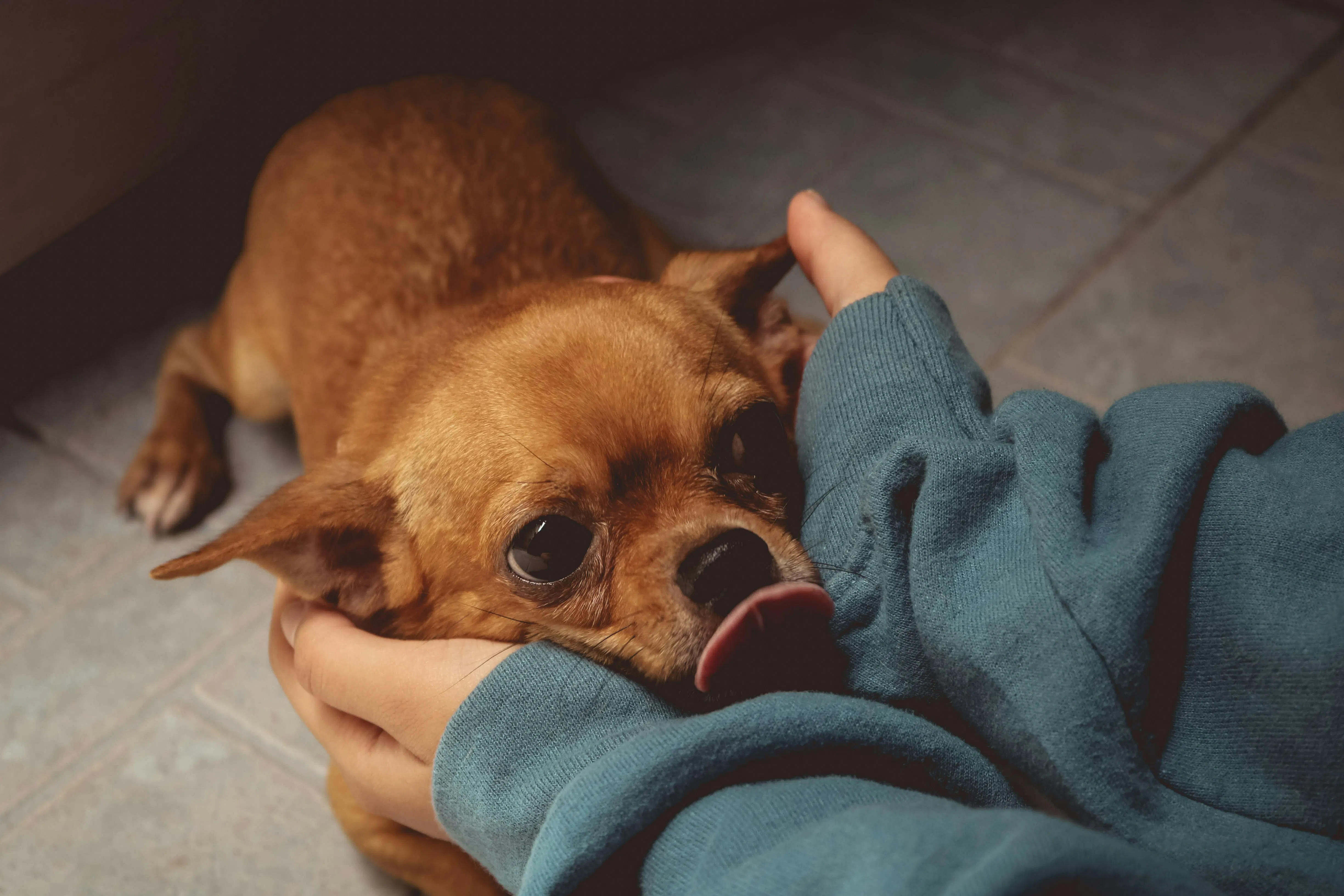 A close-up of a small, tan Chihuahua-mix being cradled by a person wearing a teal sweatshirt. The dog has its tongue slightly out and is looking toward the camera with large, expressive dark eyes.

