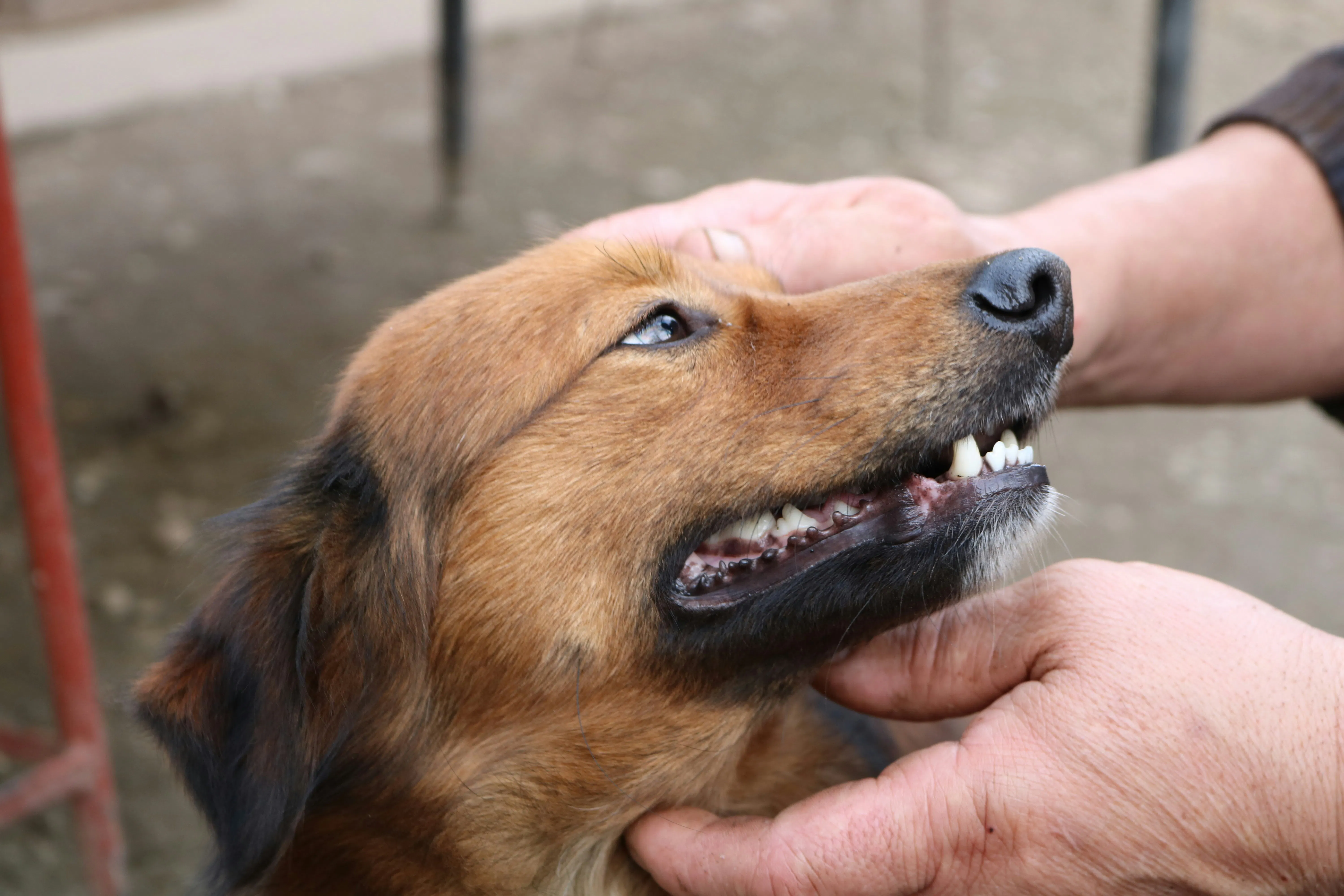 A profile view of a medium-sized brown dog with black markings around its ears and muzzle. The dog is looking up with a calm expression while a person’s hands gently scratch its head and neck.

