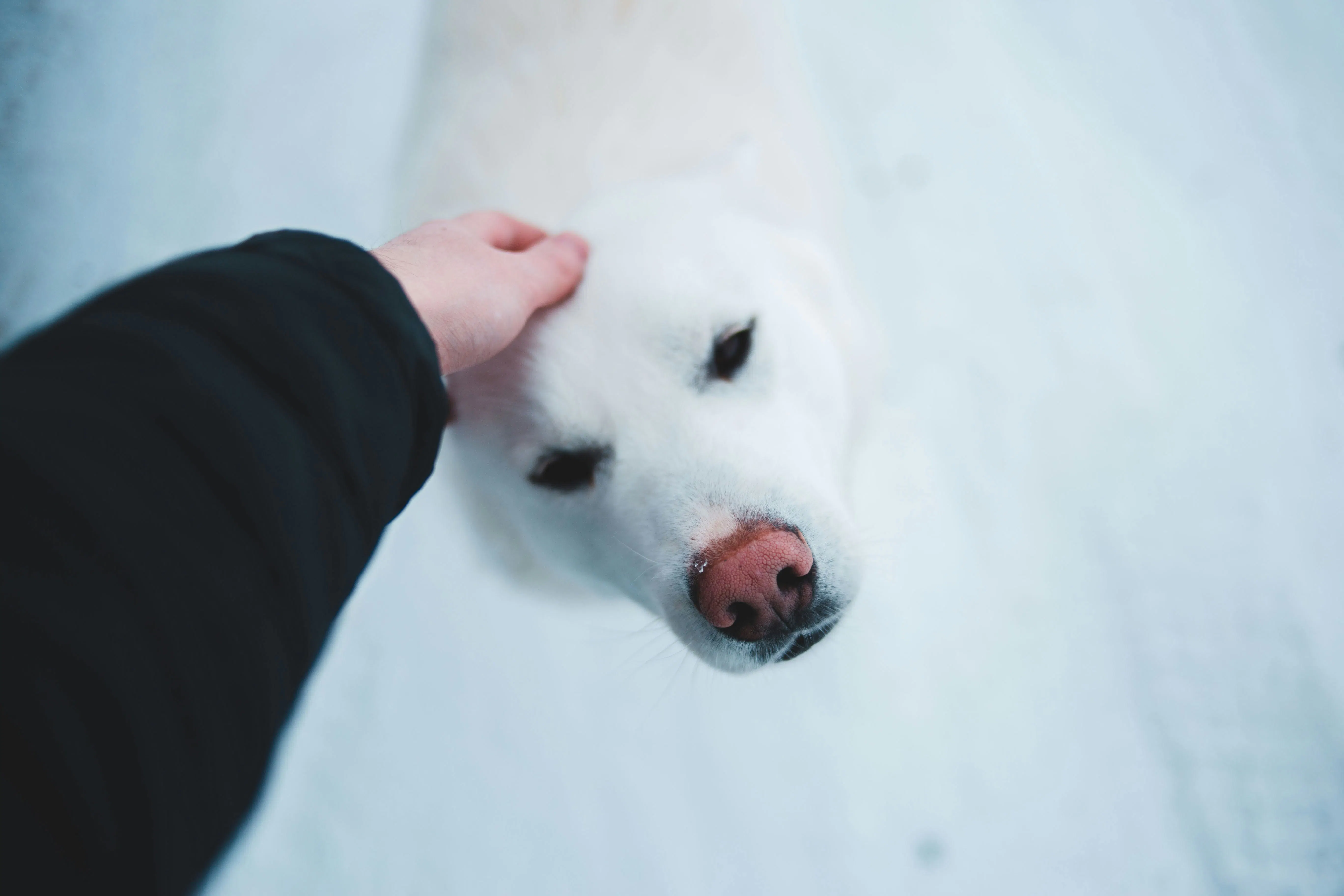 A high-angle, close-up shot of a person’s hand gently petting the head of a fluffy white dog. The dog has a pinkish nose and dark eyes, looking up toward the camera against a blurred, bright snowy background.
