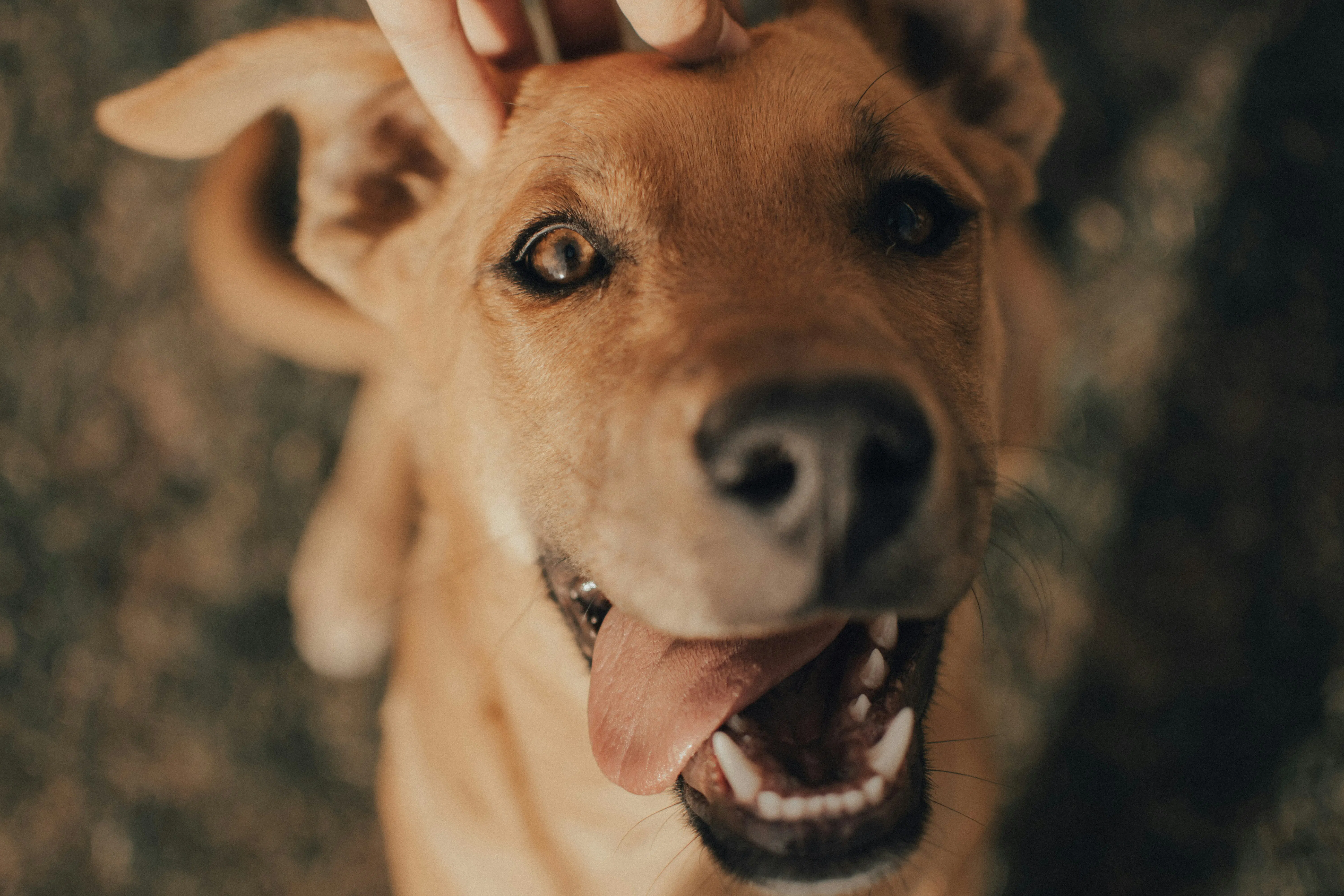 A warm, slightly filtered close-up of a tan dog looking directly into the lens with an open-mouthed "smile" and tongue out. A person’s hand is visible at the top of the frame, petting the dog’s head between its ears.


