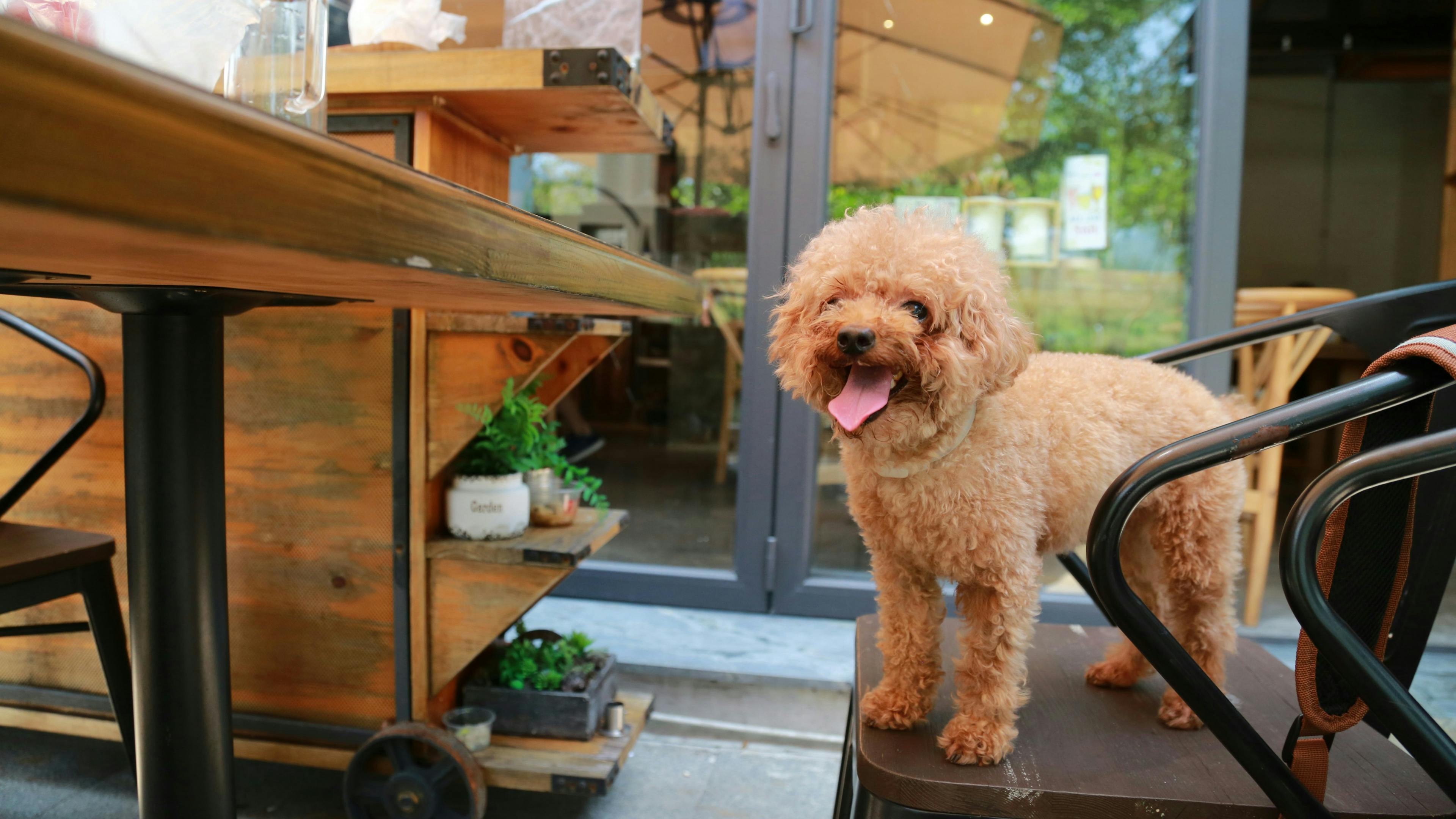 A cheerful apricot-colored toy poodle standing on a dark wooden chair at an outdoor cafe. The dog is looking toward the camera with its tongue out. In the background, there is a wooden serving cart and a glass door reflecting an outdoor umbrella.