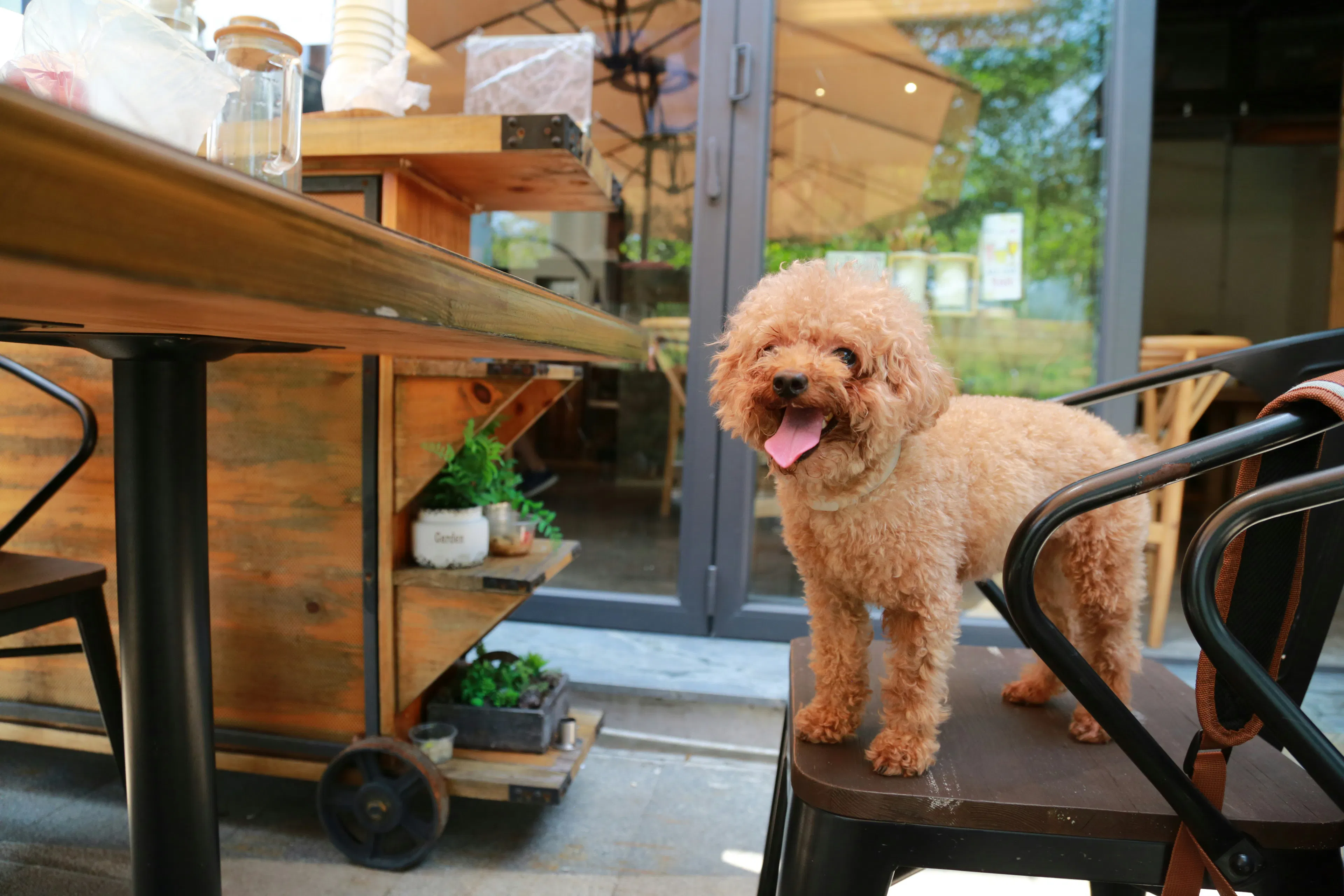A cheerful apricot-colored toy poodle standing on a dark wooden chair at an outdoor cafe. The dog is looking toward the camera with its tongue out. In the background, there is a wooden serving cart and a glass door reflecting an outdoor umbrella.