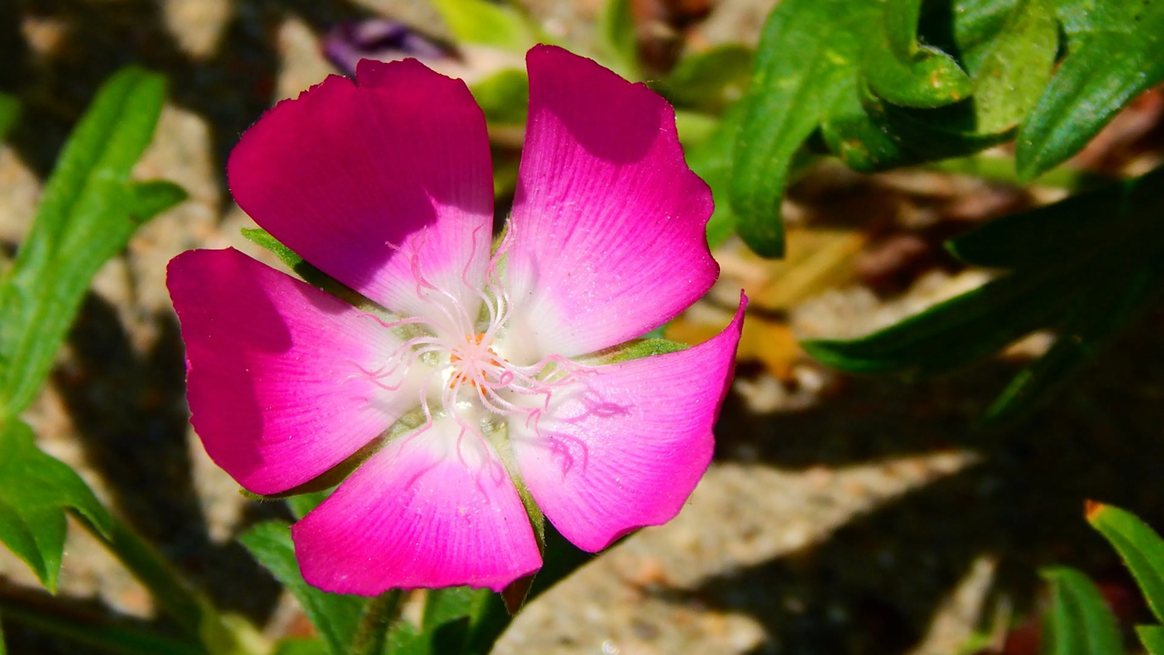 A magenta colored Texas Poppy Mallow against a bed of green leaves