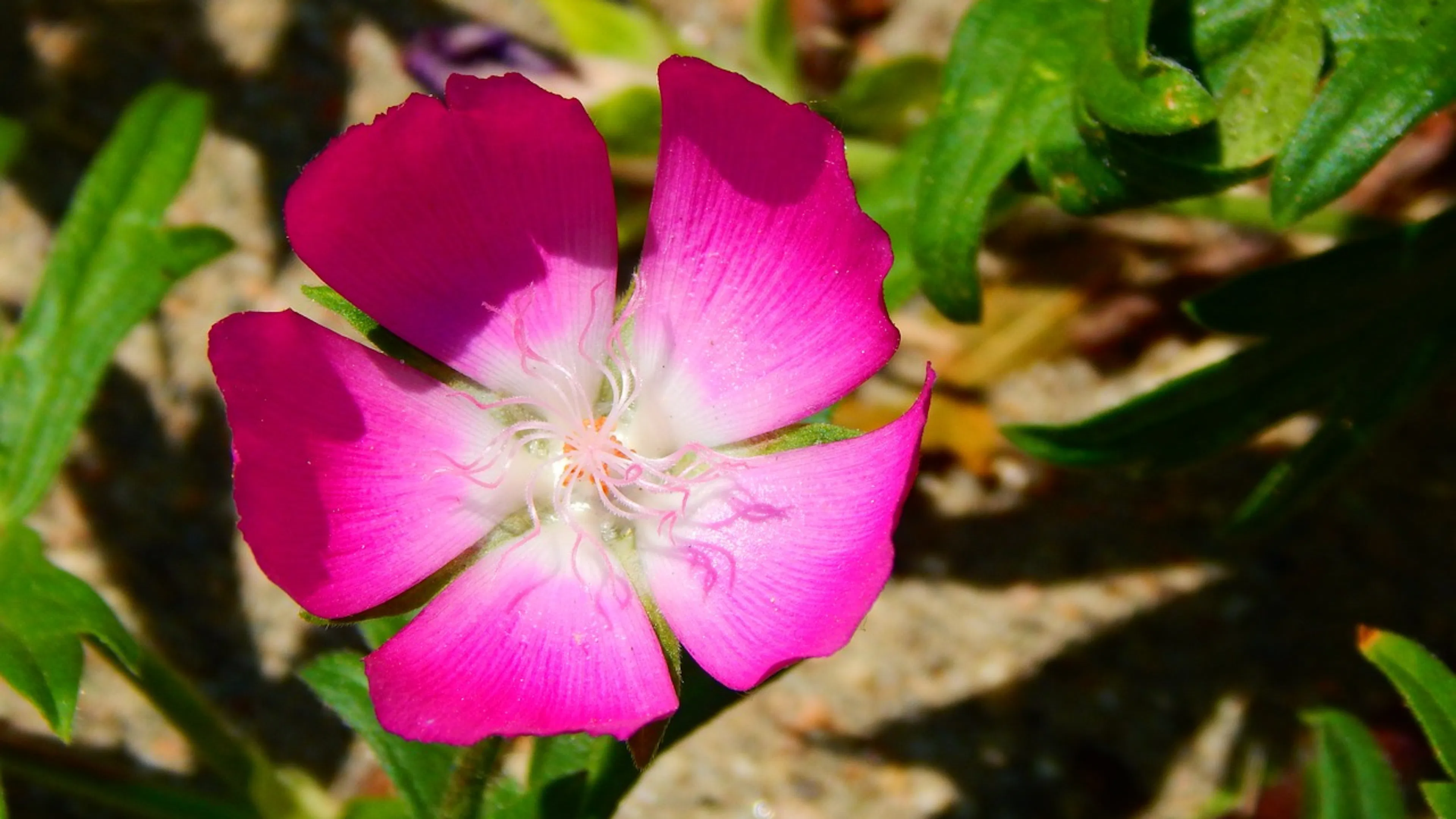 A magenta colored Texas Poppy Mallow against a bed of green leaves
