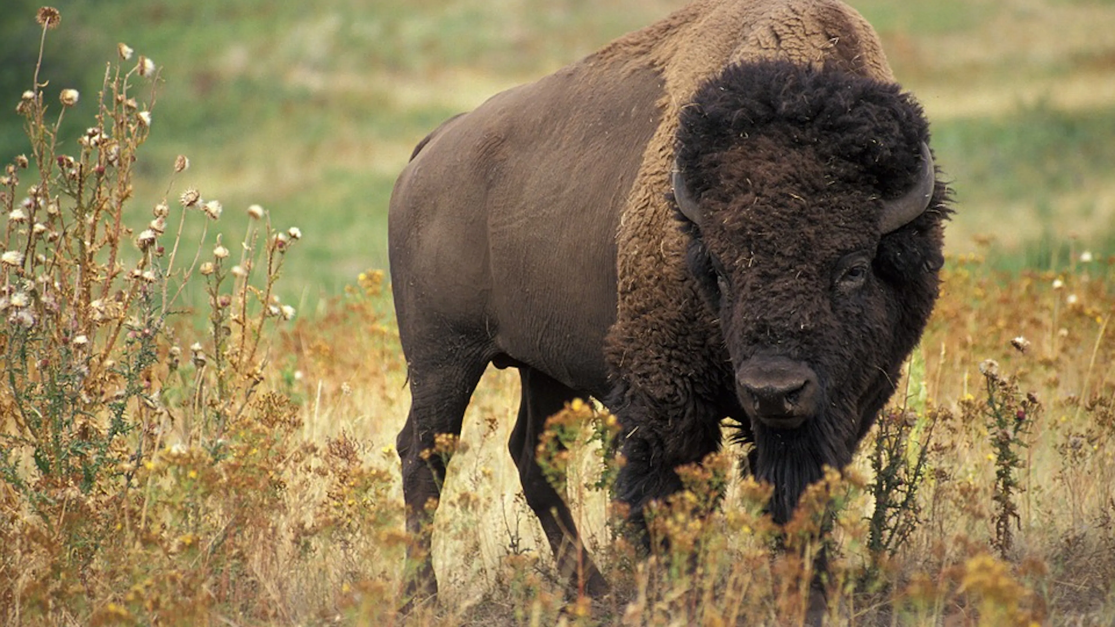 An American Bison standing in a field of grass