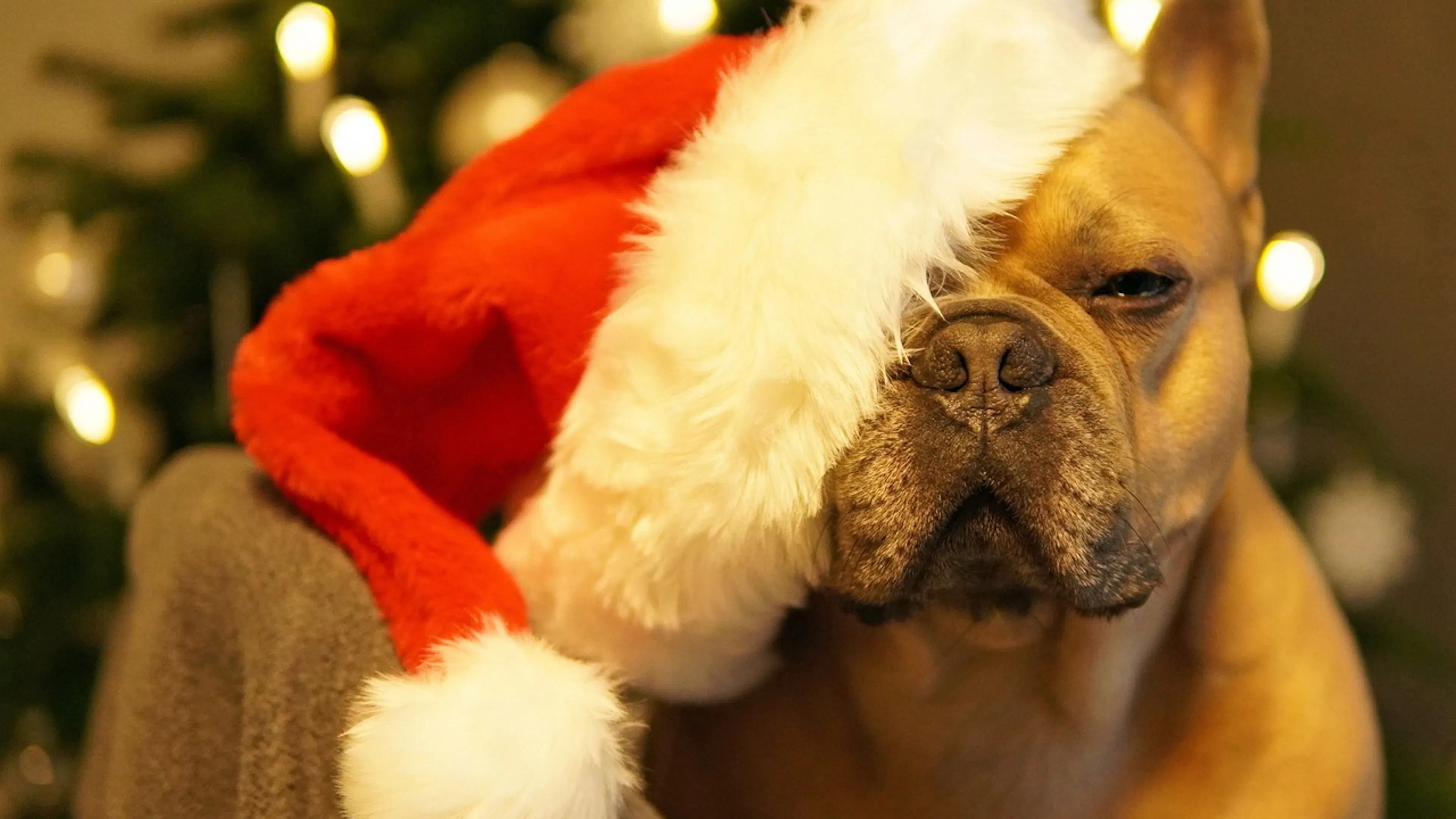 brown dog with red and white santa hat over half of face