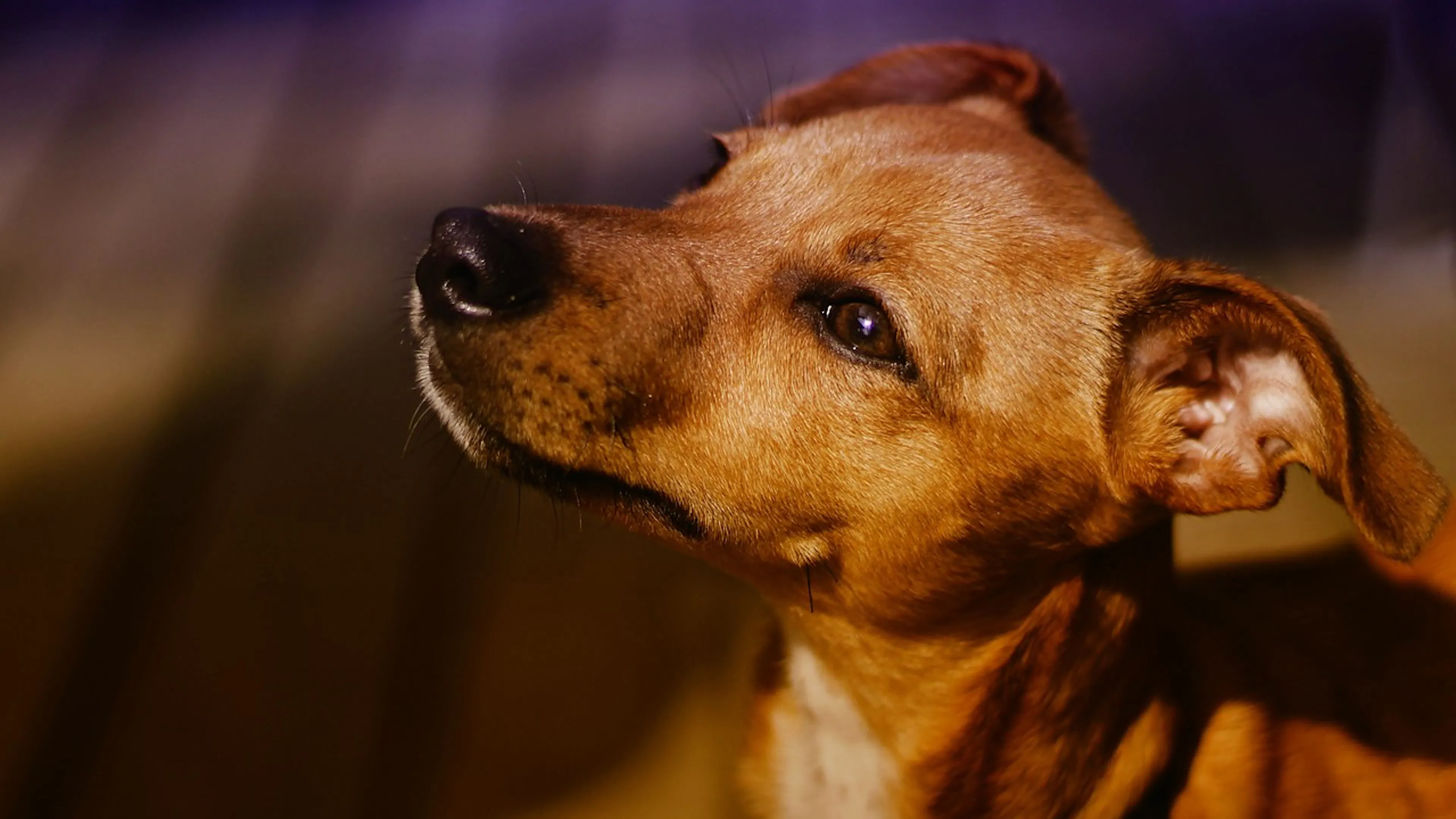 A small brown Jack russell dog looking into the sun with a happy face