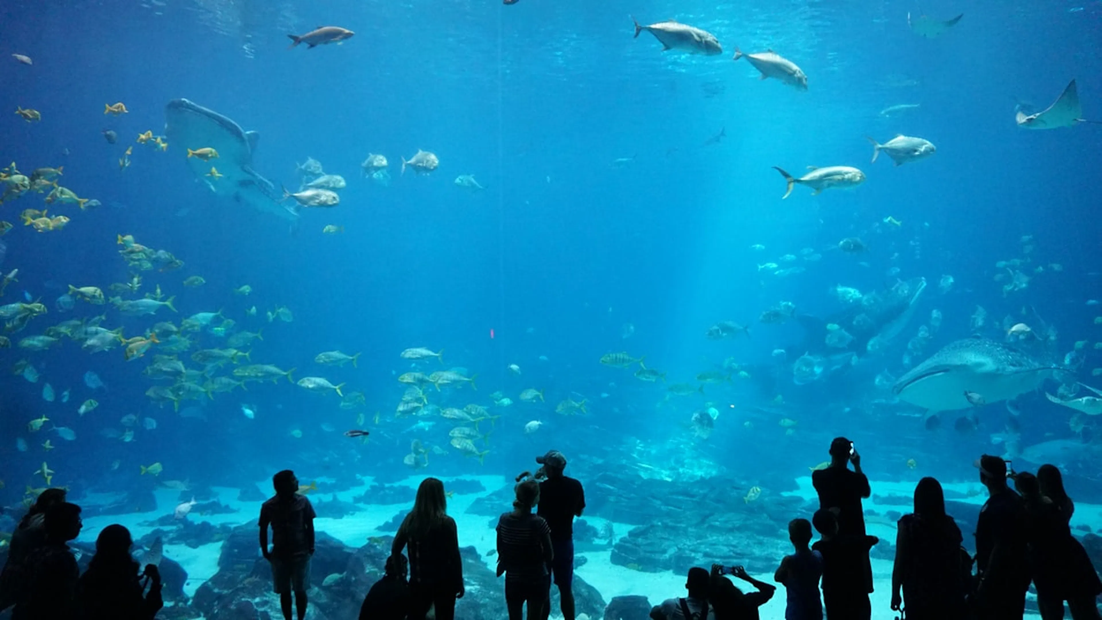 
Silhouettes of a small crowd gazing into a massive well lit aquarium tank filled with fish and manta rays and whale sharks