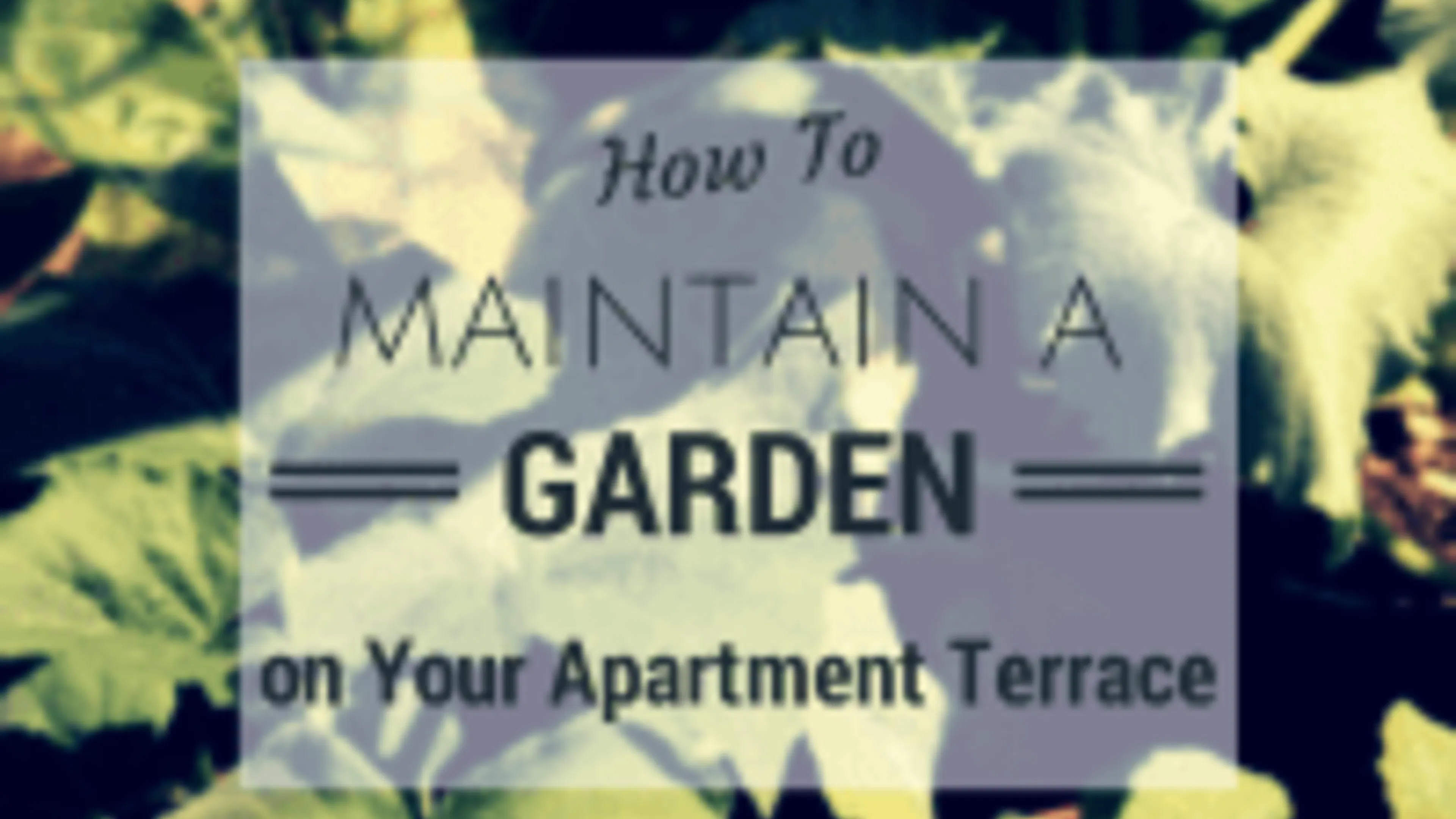 How to Maintain Small Garden on Your Apartment Terrace