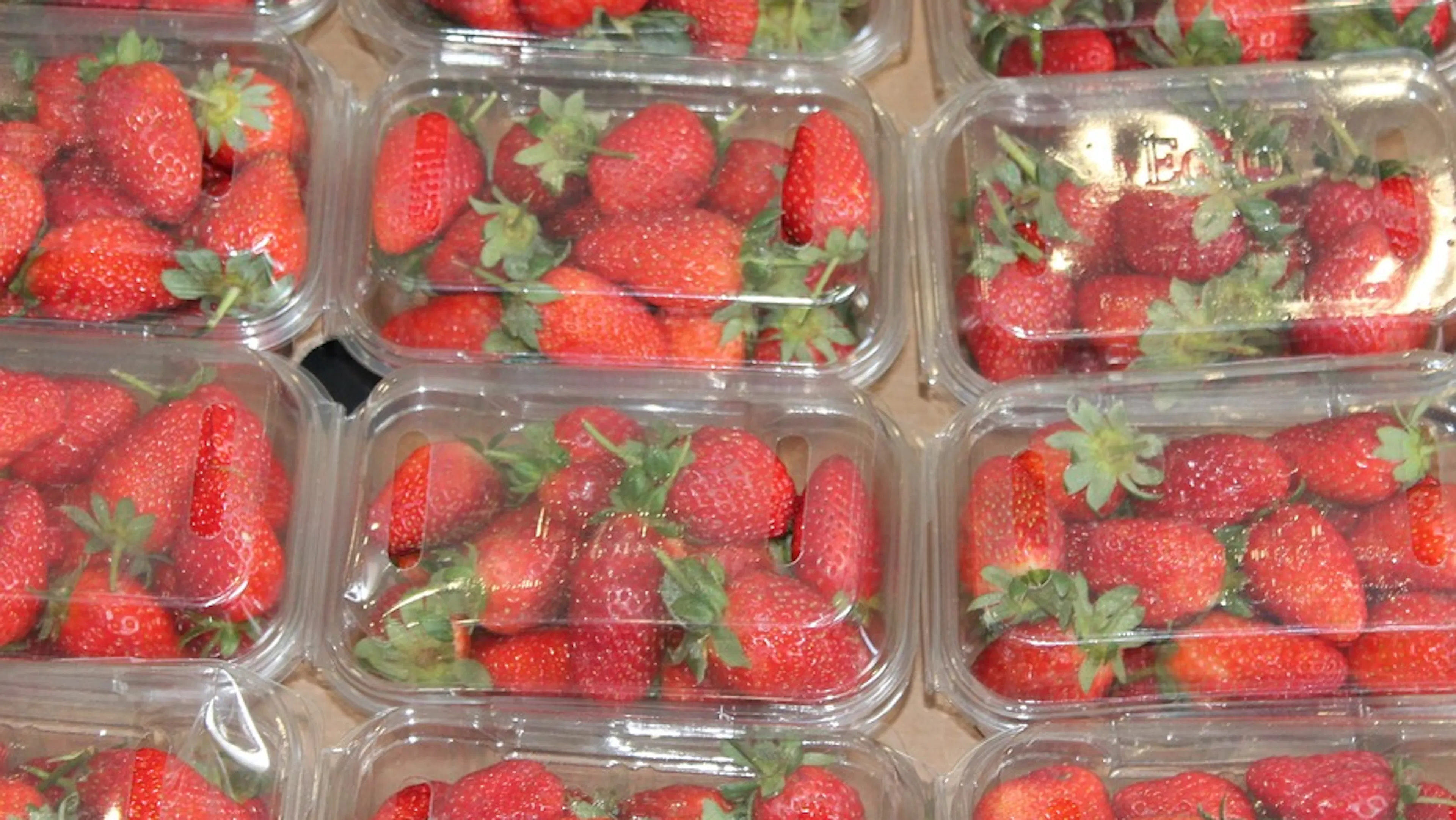 A dozen plastic boxes of strawberries lying side by side 