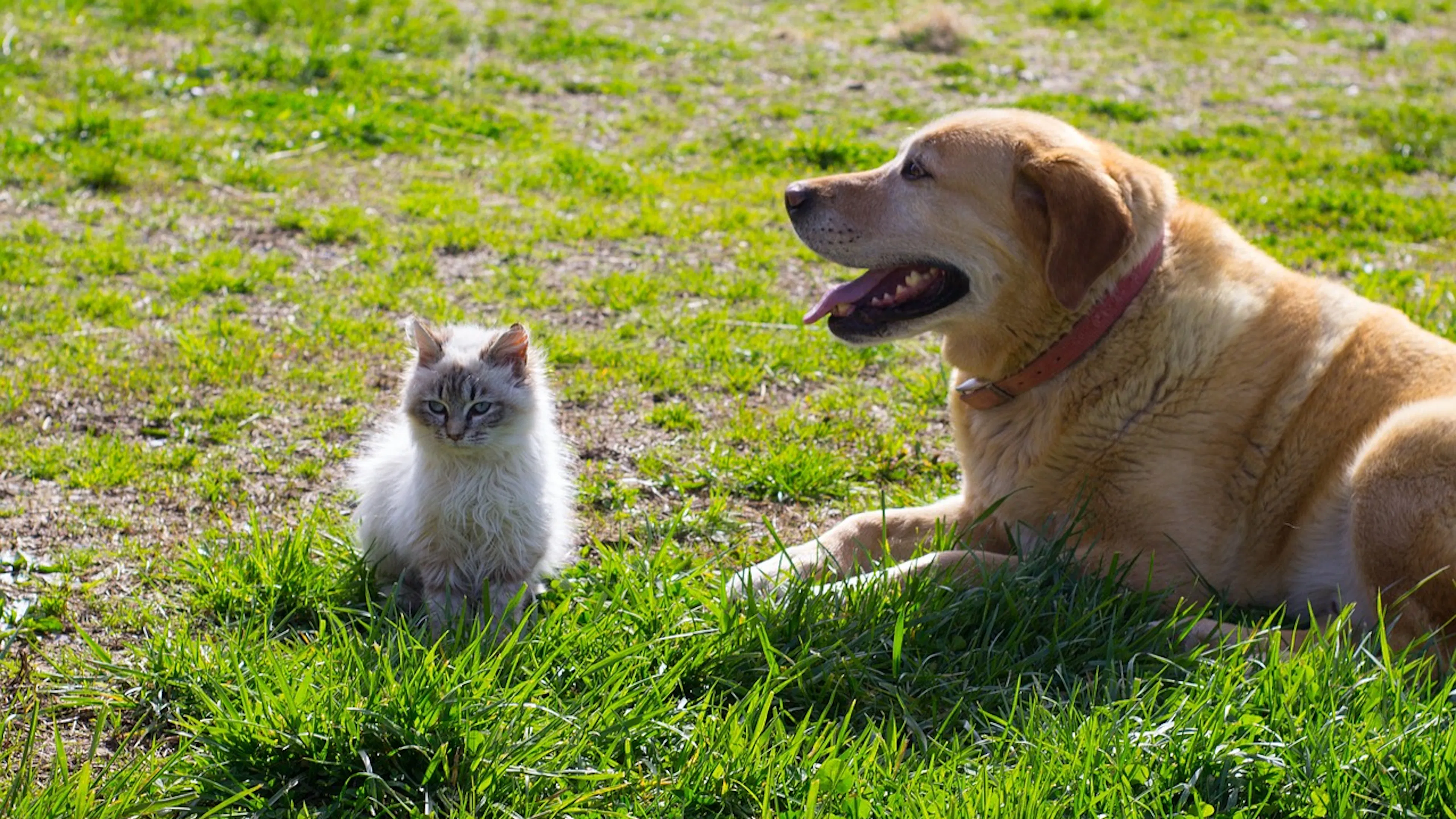 A golden retriever and a shite kitten sitting beside each other on the grass