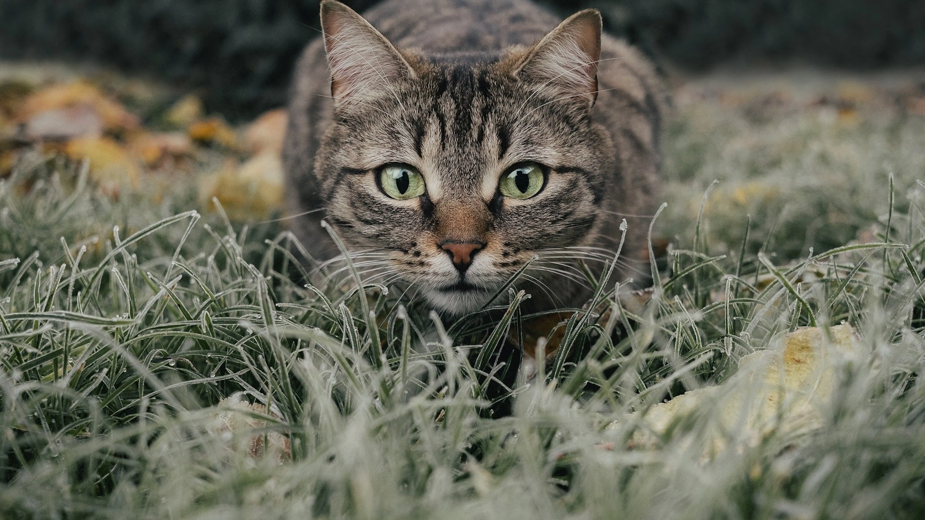 A tabby cat with wide eyes crouching in the grass looking directly at the camera