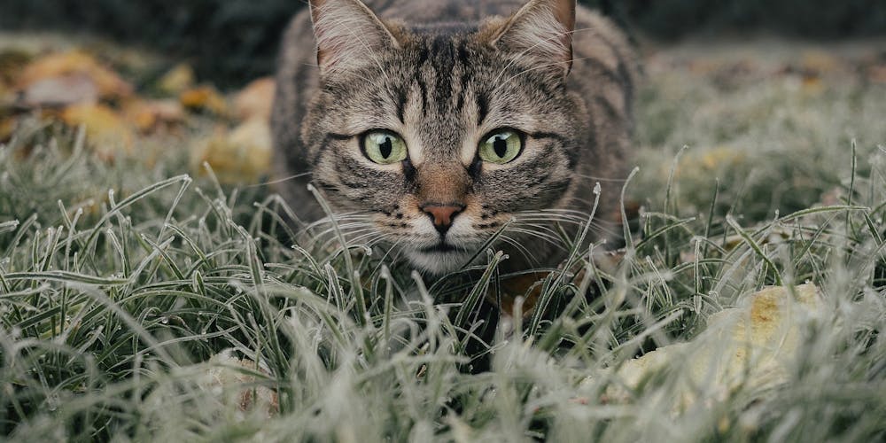 How Cats Went From Predator to Pet