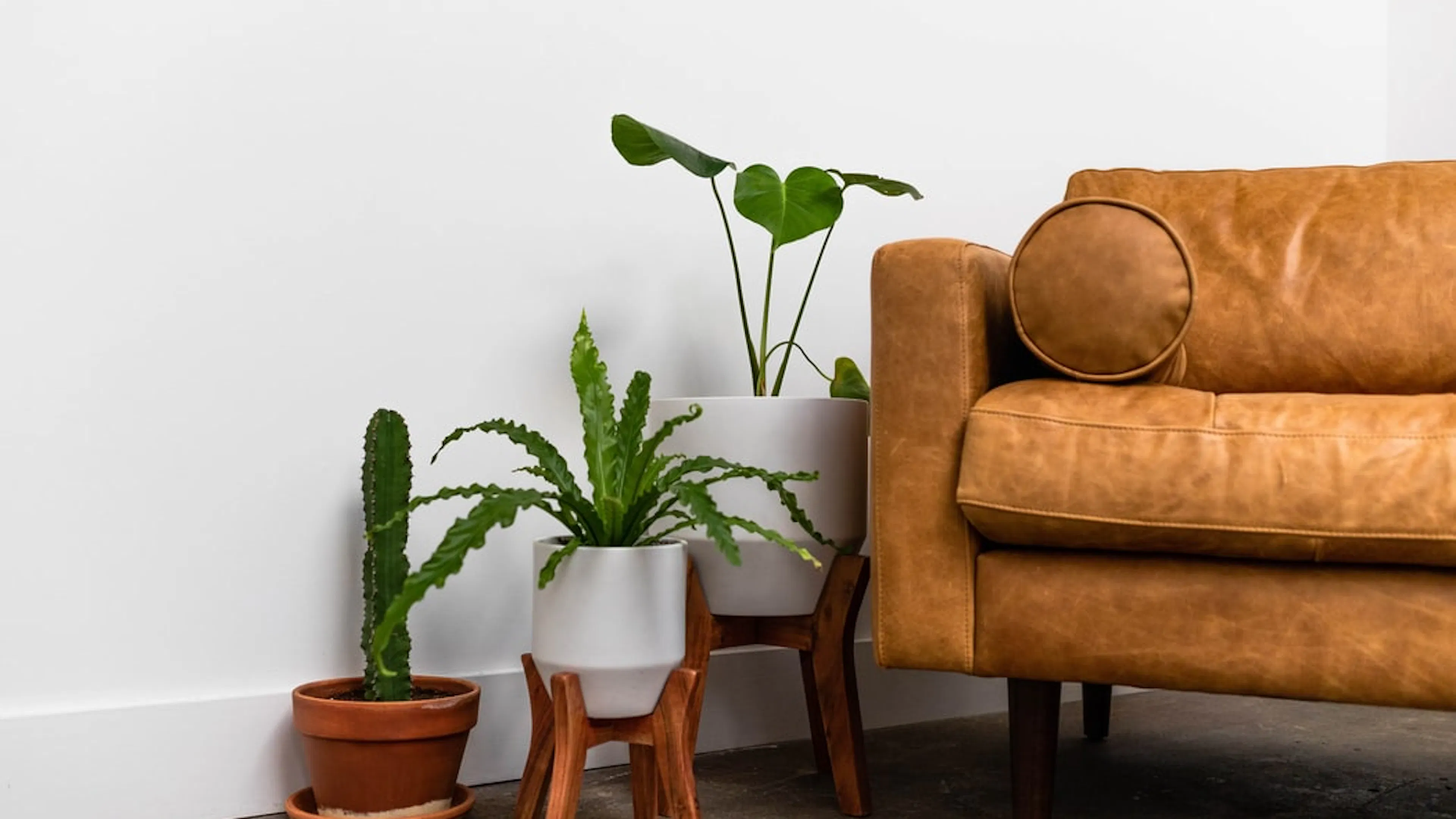 Three potted plants in white pots next to a leather couch against a white wall