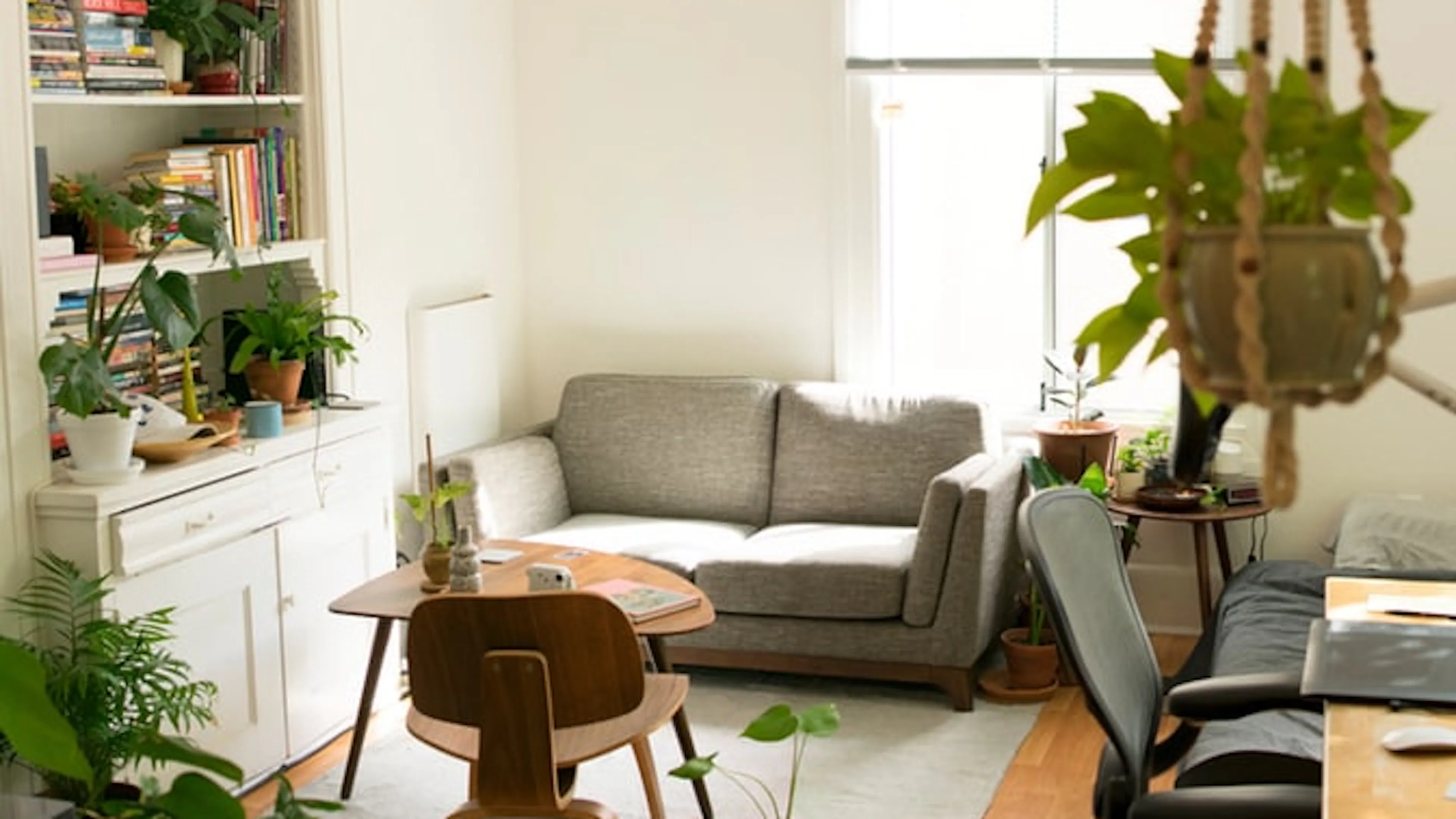 sunny living room filled with plants