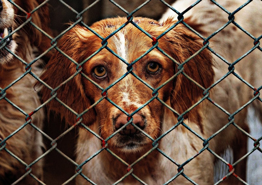 Volunteering at Animal Shelters in Denver Volunteering at Animal Shelters in Denver