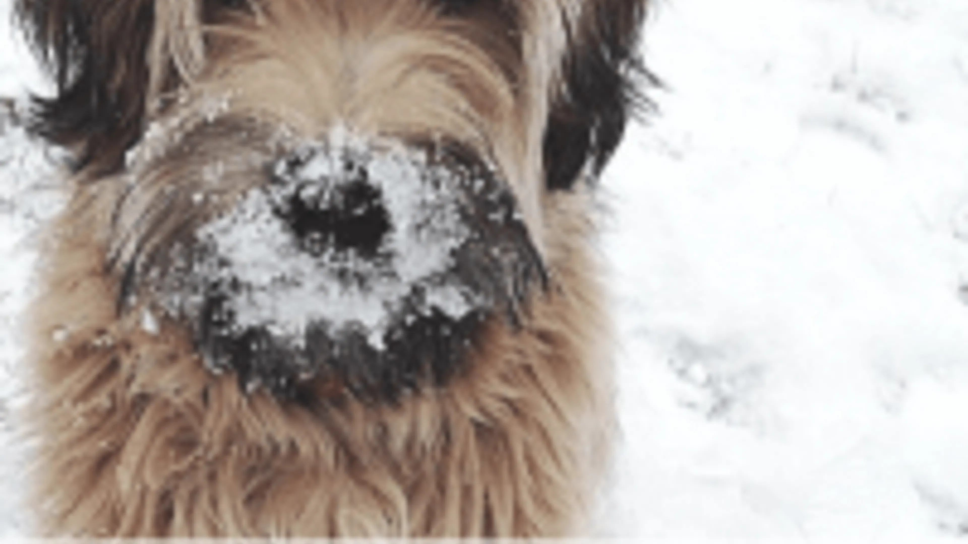 Seven Tips to Keep Your Pet Safe This Winter