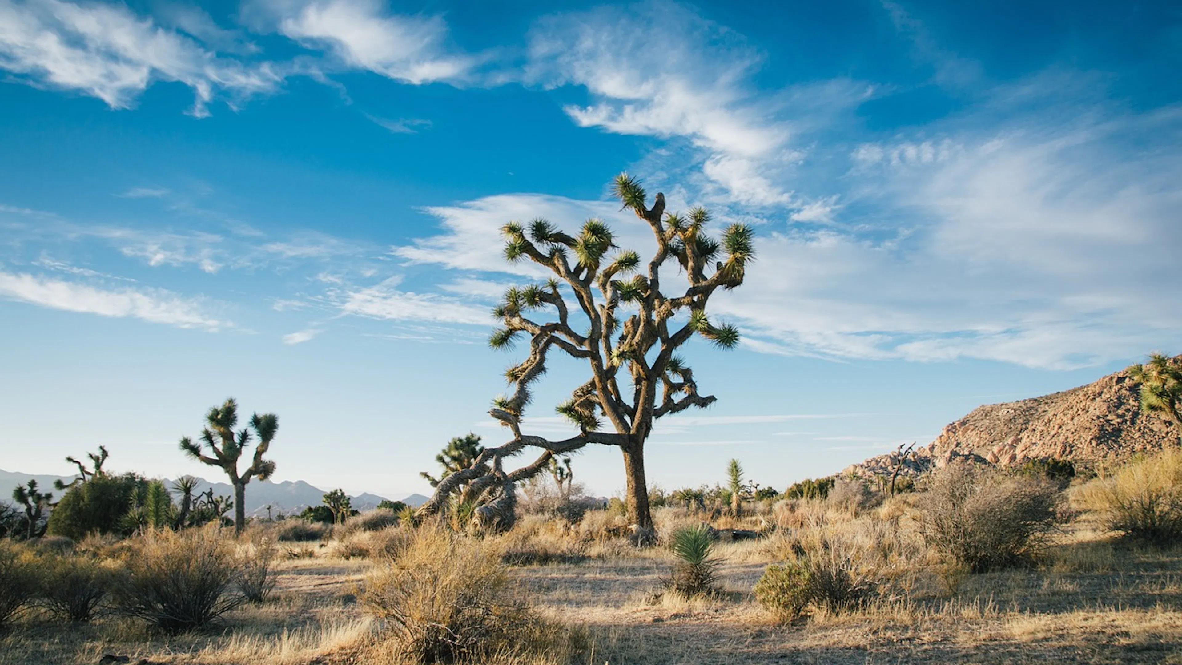 A single Joshua Tree against a striking blue sky standing in a field of dry grass and shrubs and cacti