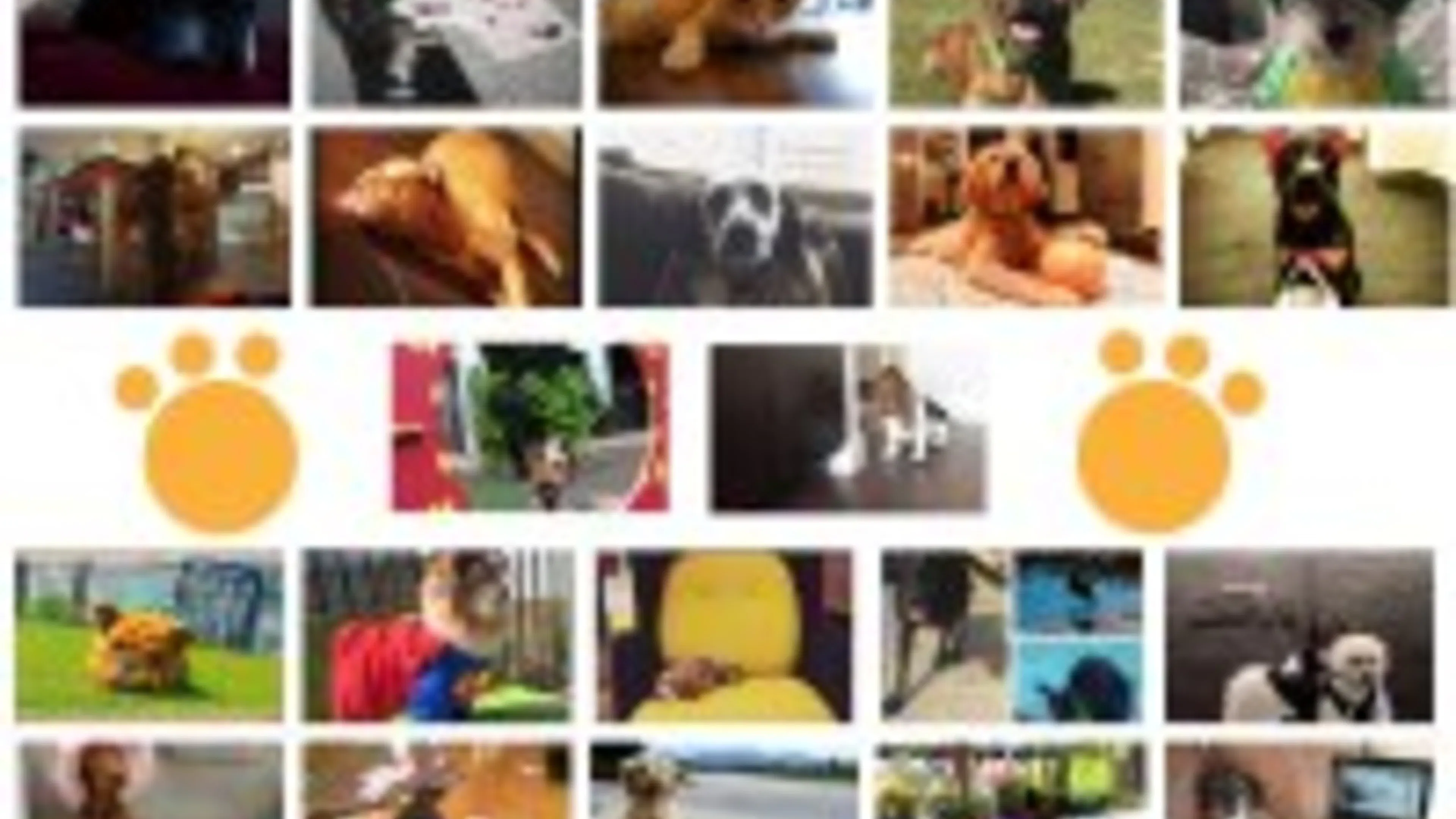 AMLI-Paw-parazzi-finalists, Pet of the Month