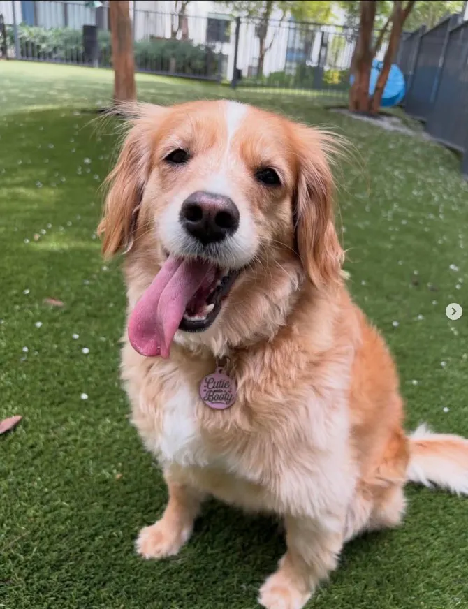 Dog smiling on turn grass with trees in the background