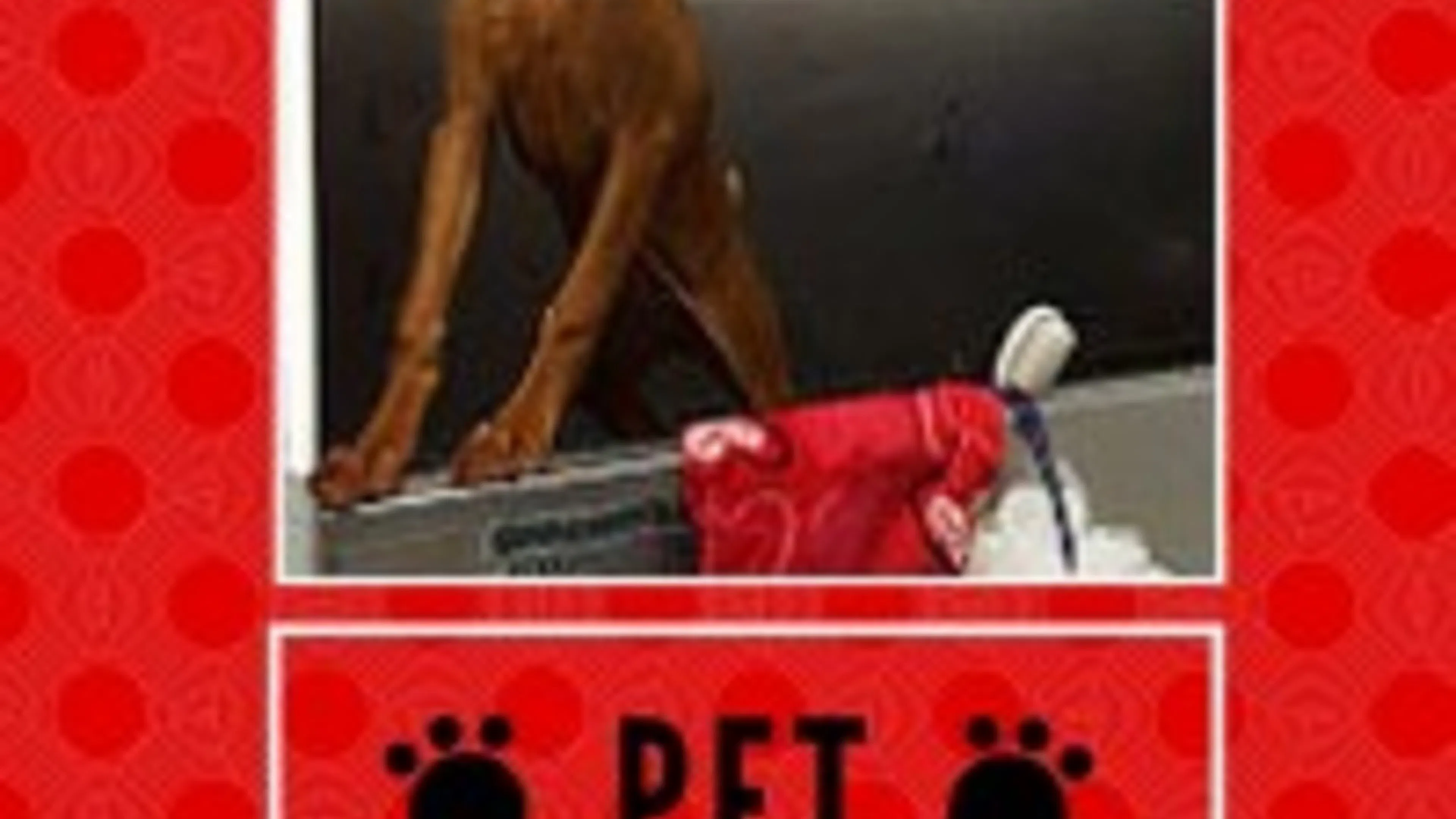 Pet of the Month - Boomer