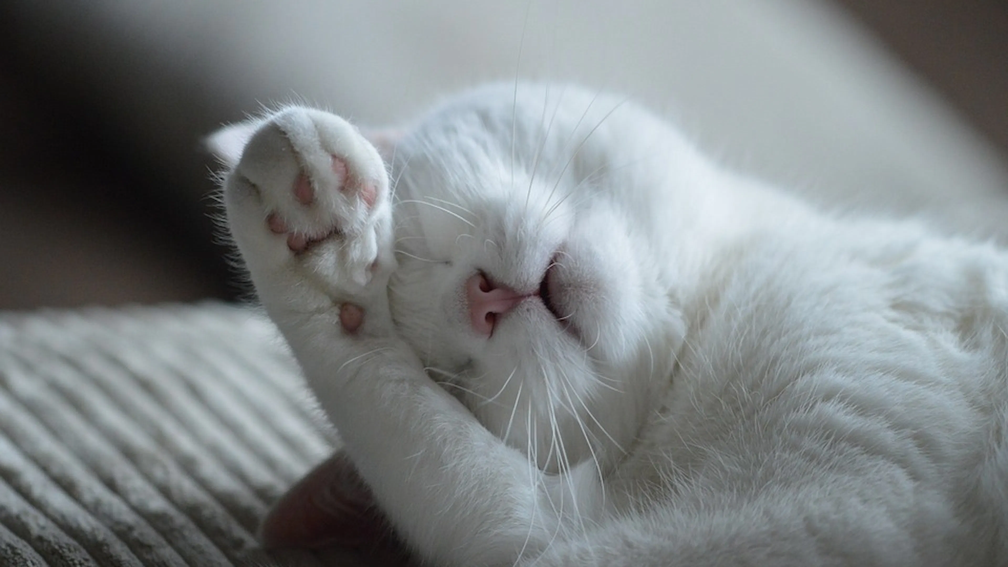 A white cat lying on a grey pillow with its paw covering its eyes