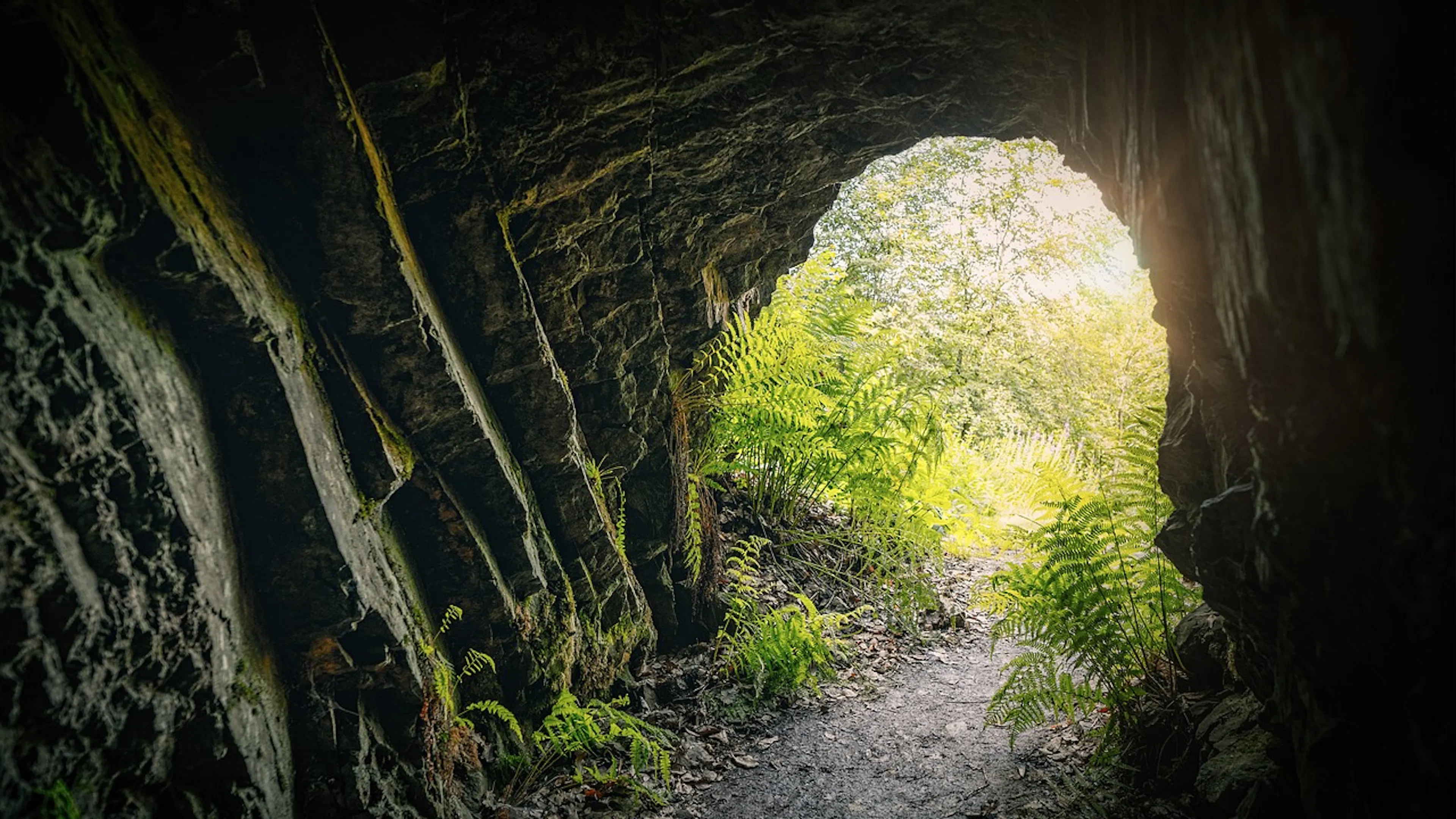 The entrance of a cave looking out toward a forest of ferns lit by sunlight
