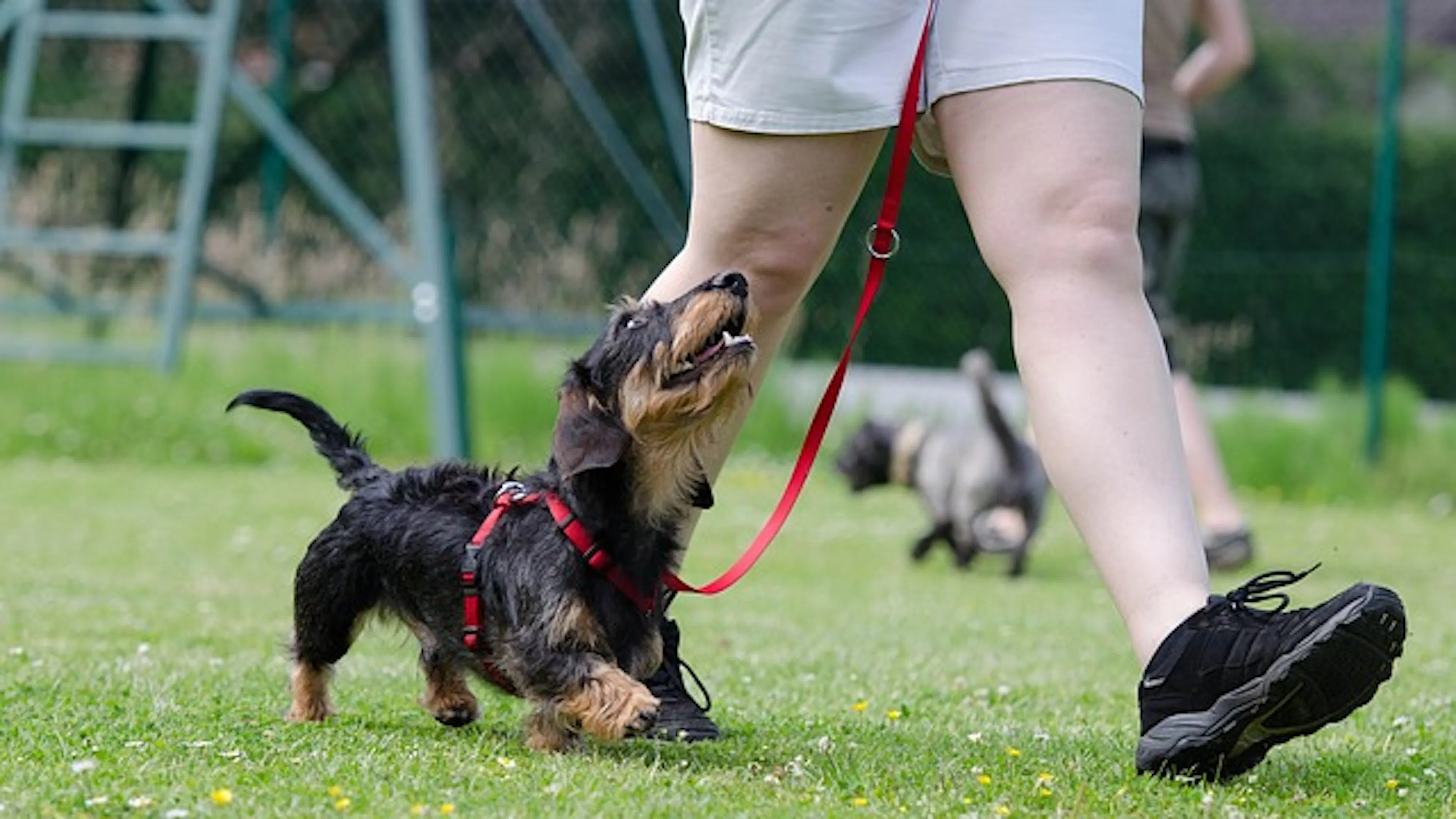 A small dog walking alongside its owner on a small red leash