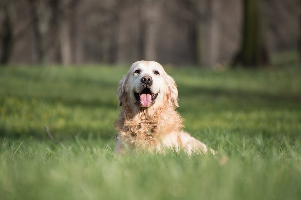 what is a silent season in dogs