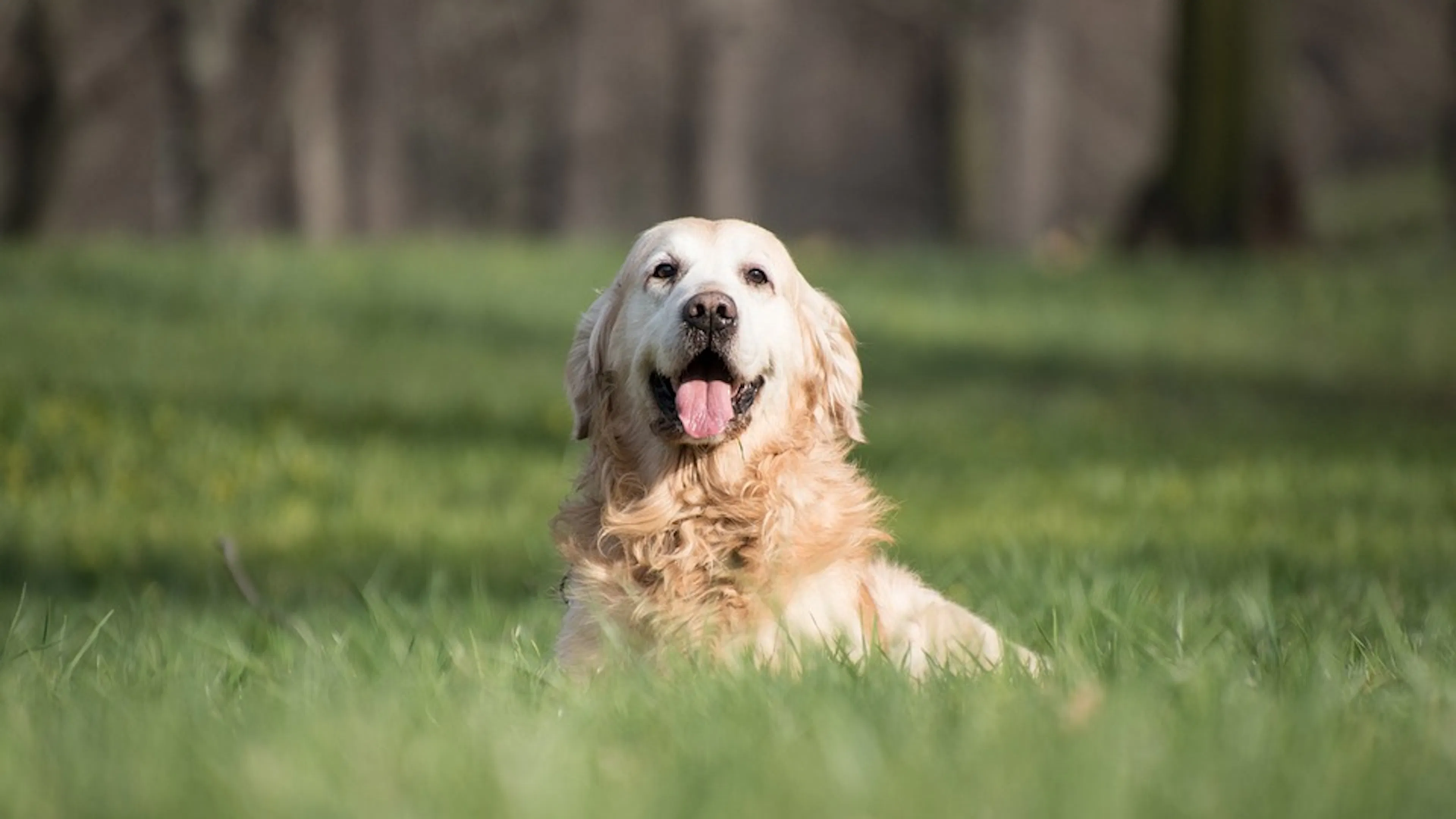 A happy and relaxed golden retriever sitting in a meadow surrounded by green grass and trees in the background