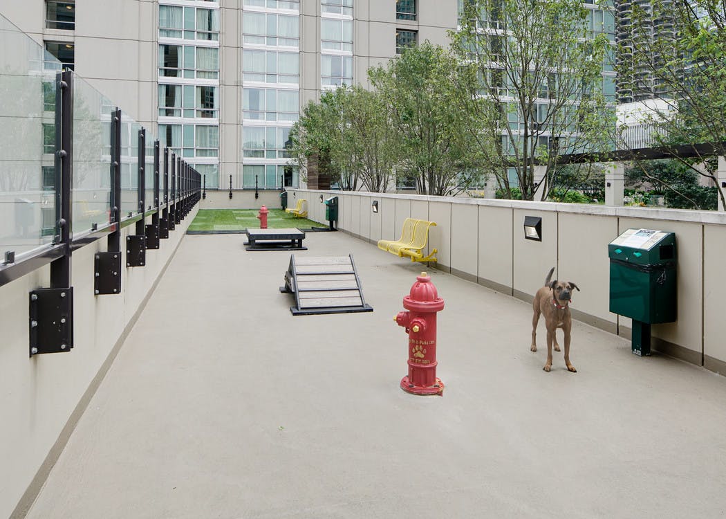 Dog park at AMLI River North with artificial sod grass in the back and enclosed free space with a few obstacles for pet play