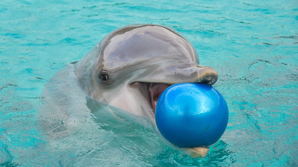 Dolphin Research Center: Grave of Flipper, Marathon, Florida