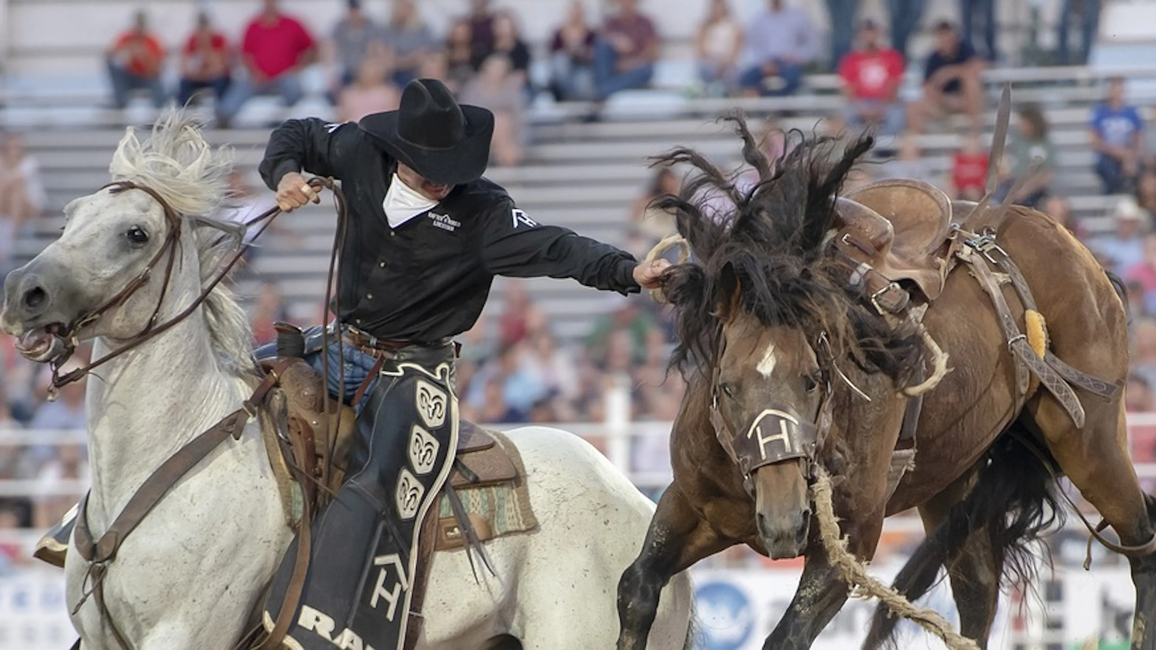 A rodeo event where a cowboy riding a white horse reaches out to grab a brown horse in the center of an arena