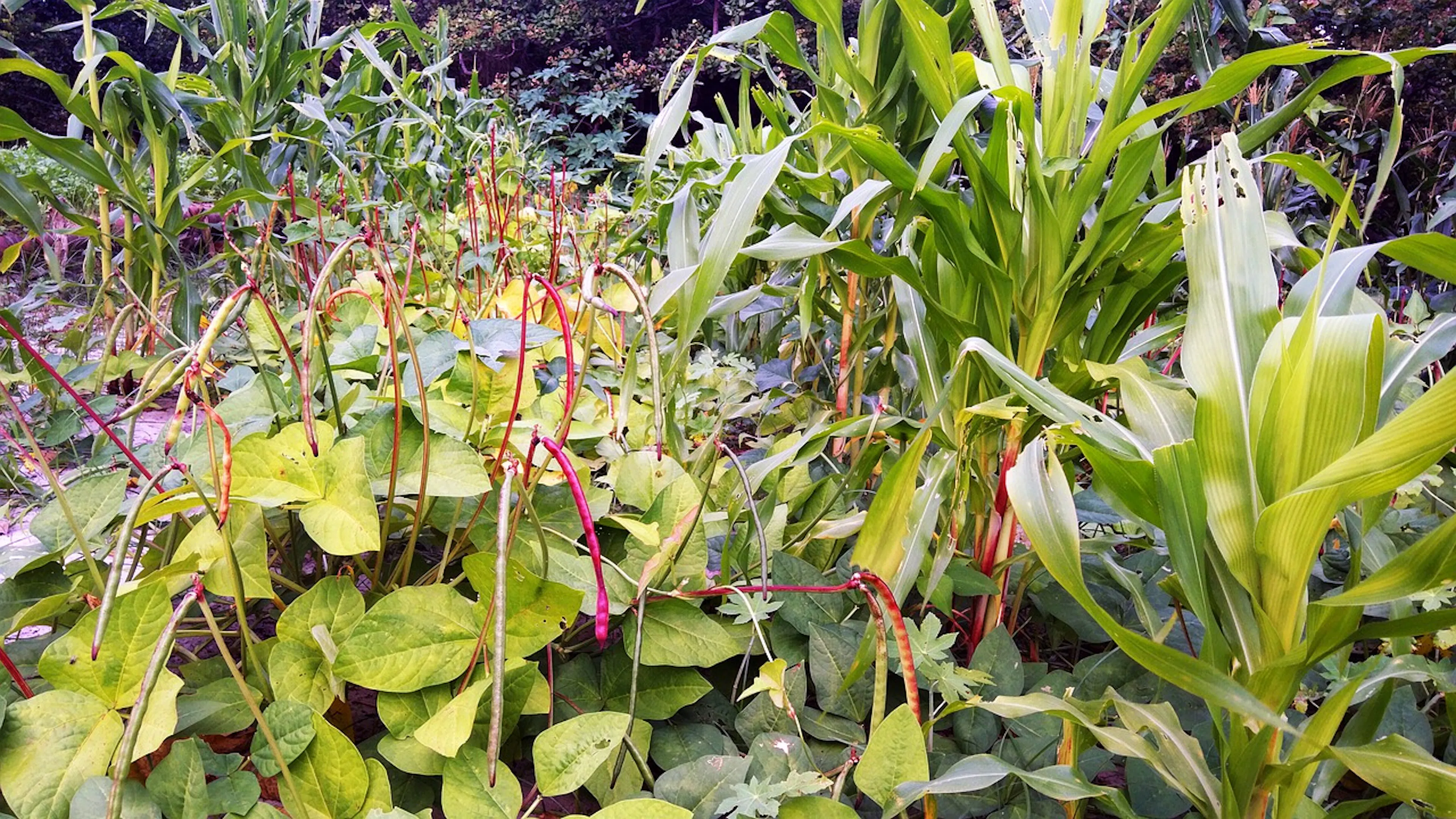 A close up of low plants and flowers on a garden bed