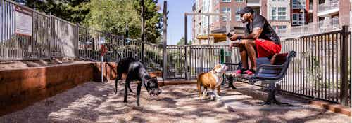 A view at the paw park at AMLI Dry Creek apartments with an individual and two dogs playing within the enclosed dog park area