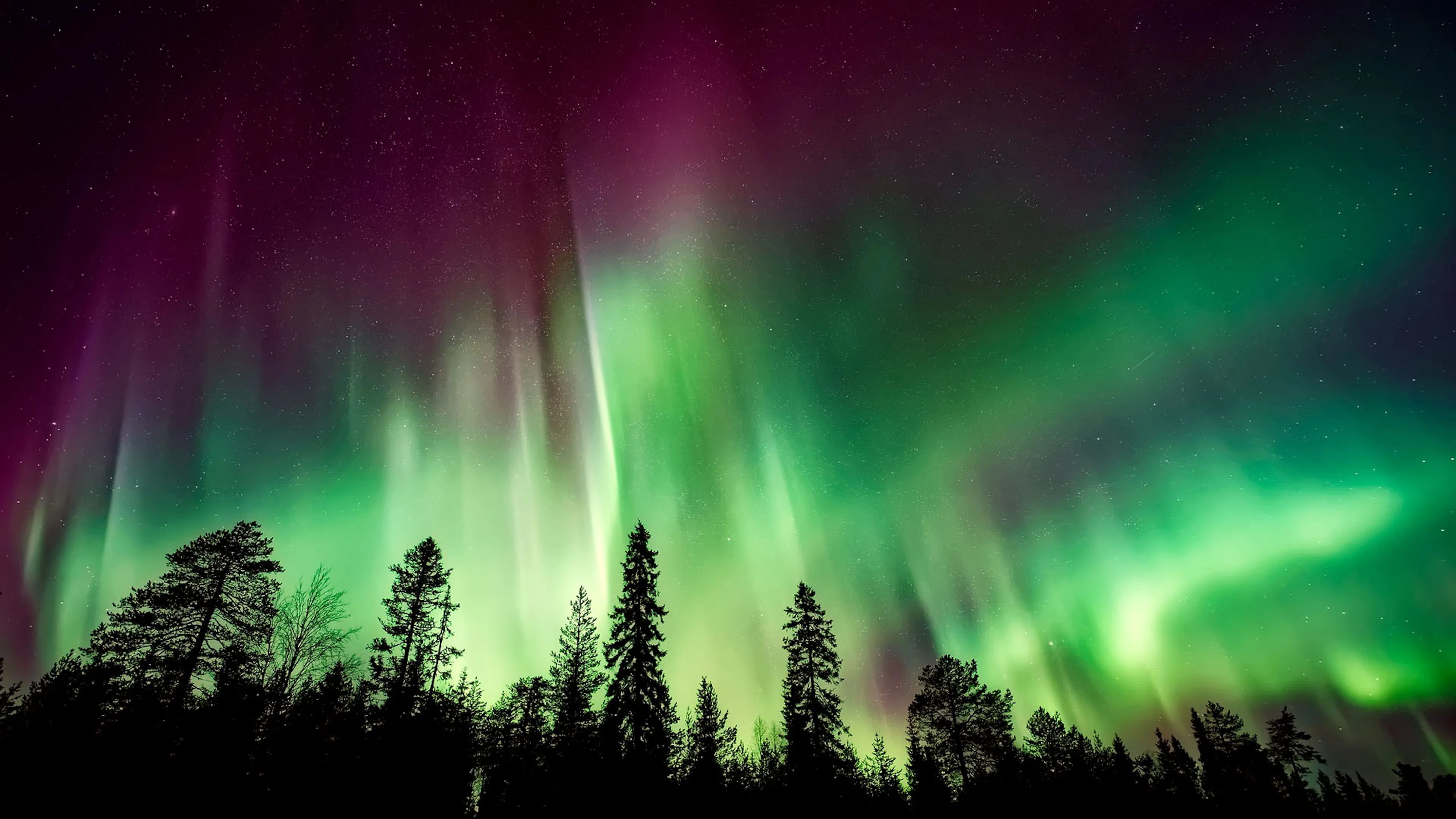 black pine trees in front of green red and blue swirled lights