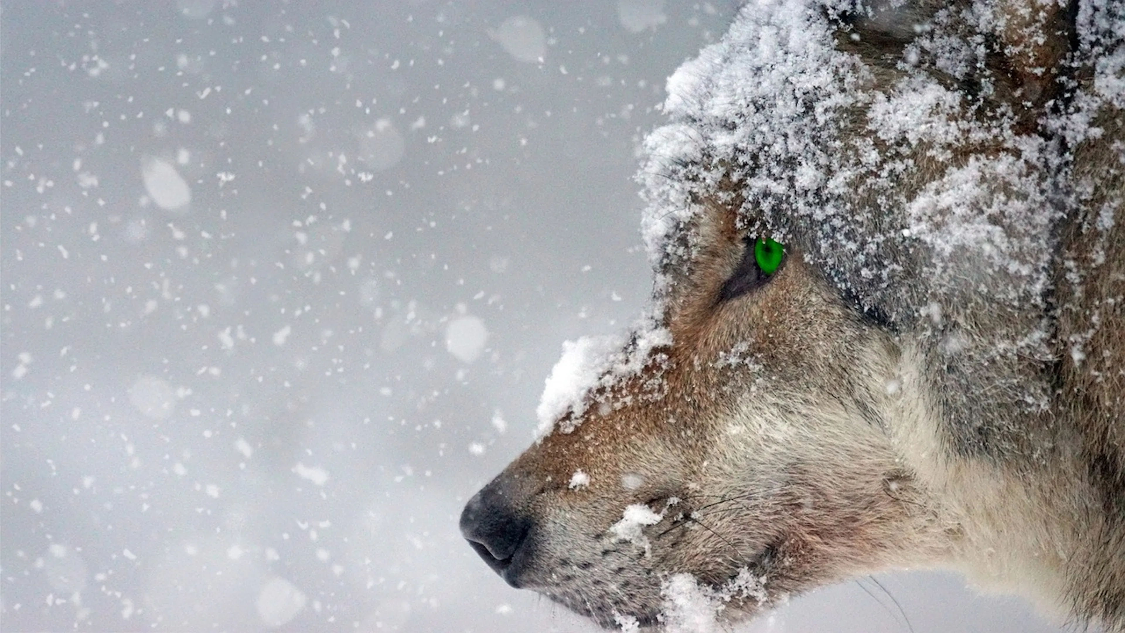 wolf face with snow covered brown fur and green eyes on gray background