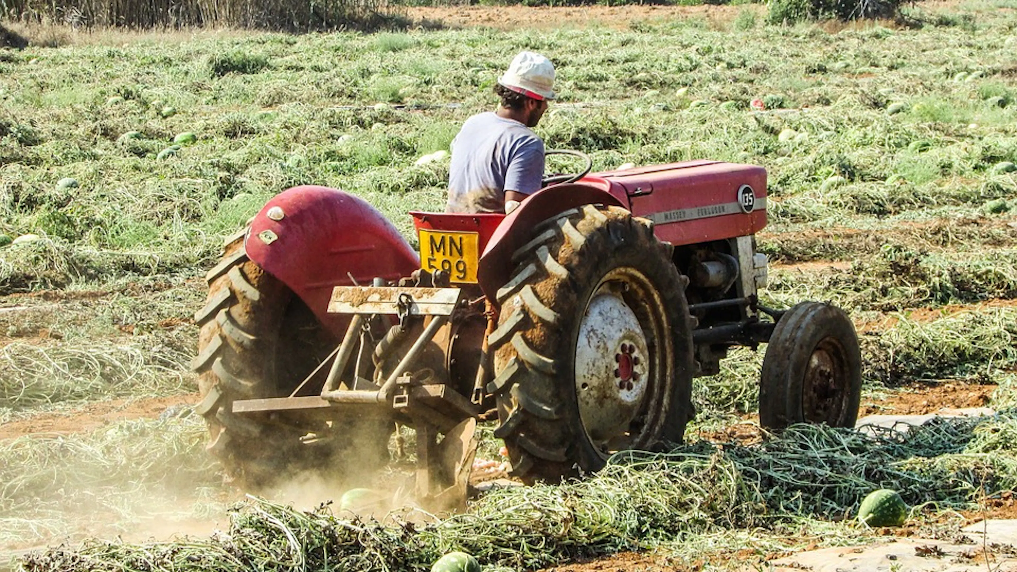 A farmer driving a red tractor through rows of a watermelon field