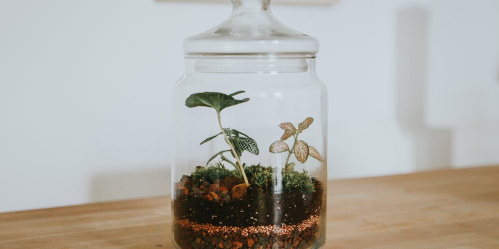 Terrarium Plants: Types, Benefits and Care Tips