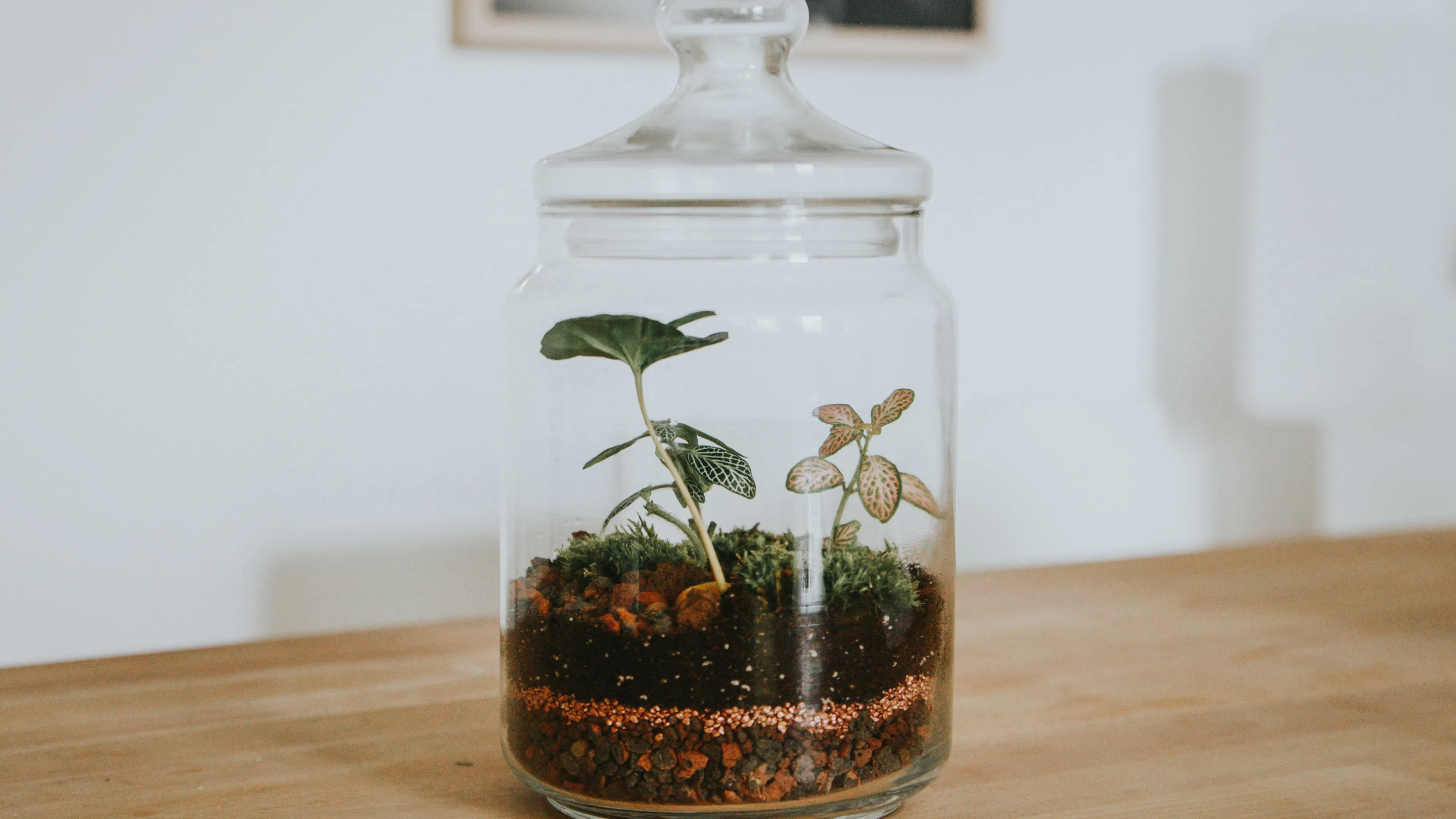 A glass terrarium on a wooden table with two leafy plants inside 