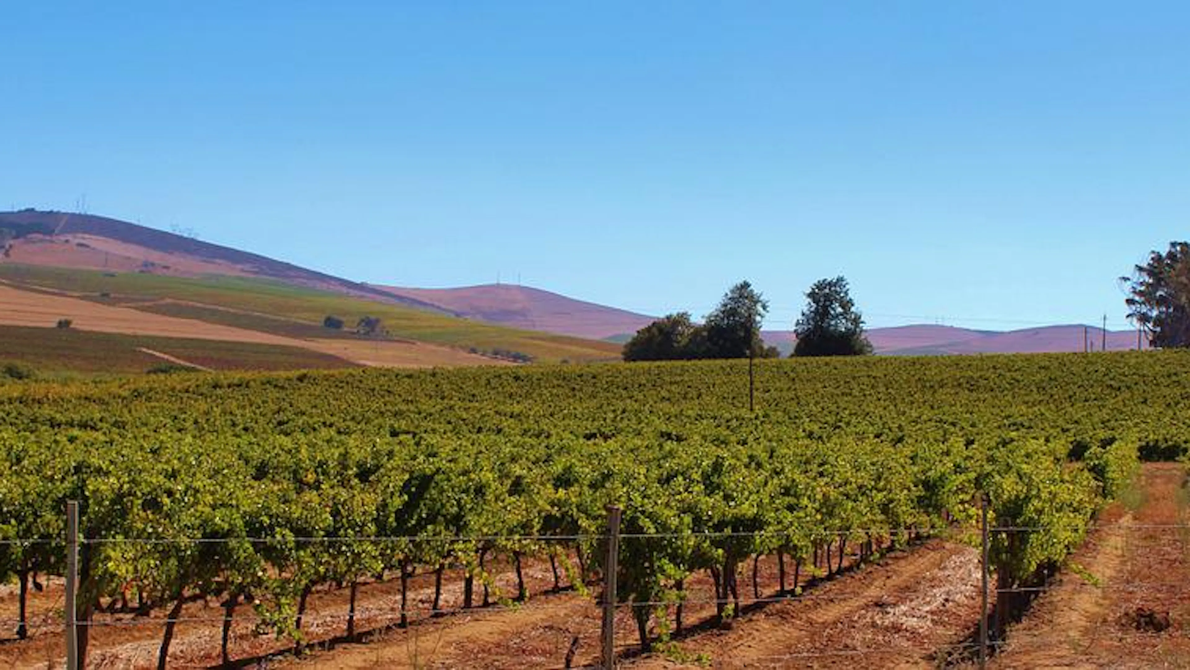 A sweeping view of rows of vineyards and rolling hills in the background against a clear blue sky