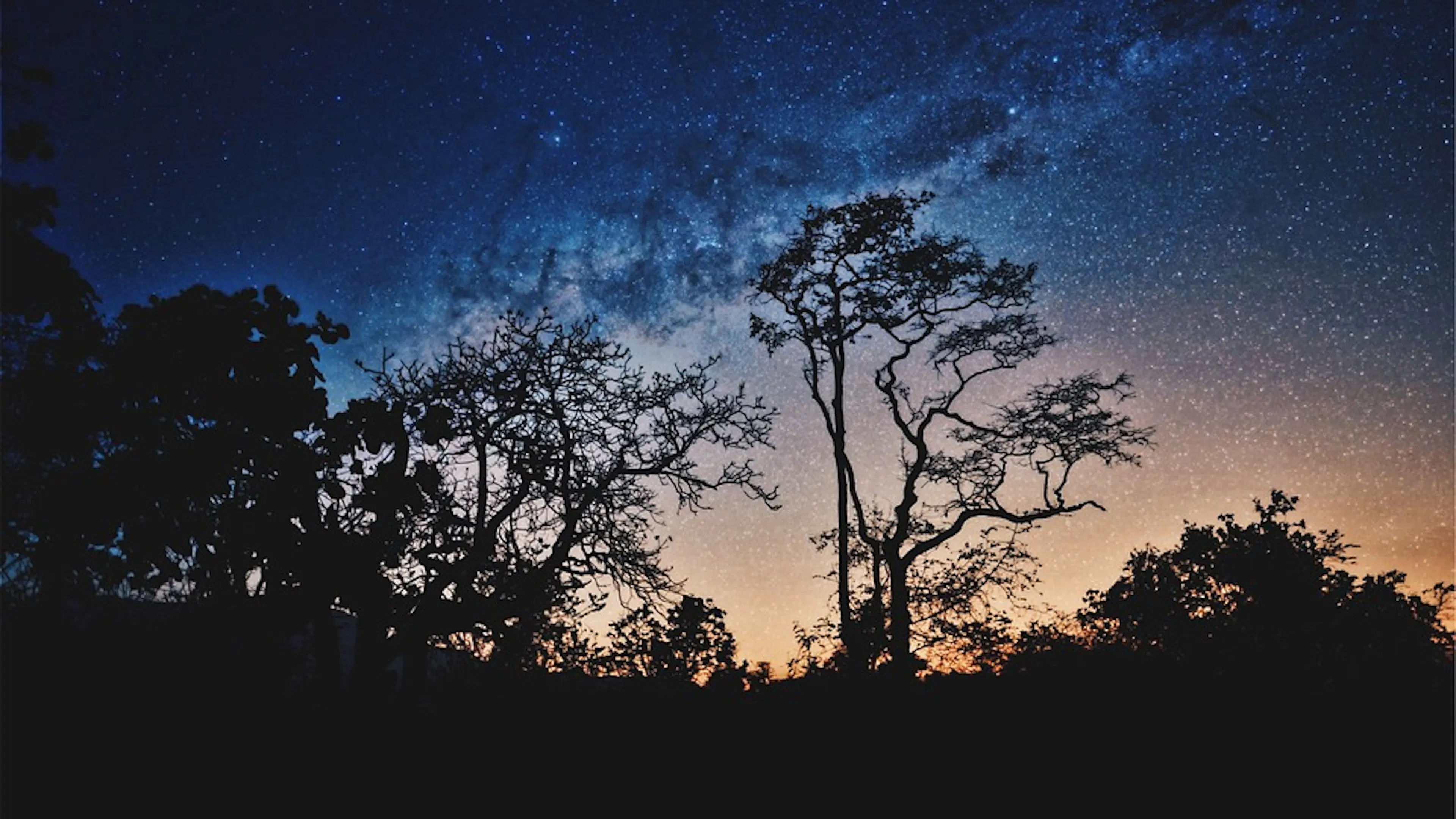 A starry night sky silhouetted by a cluster of trees and bushes