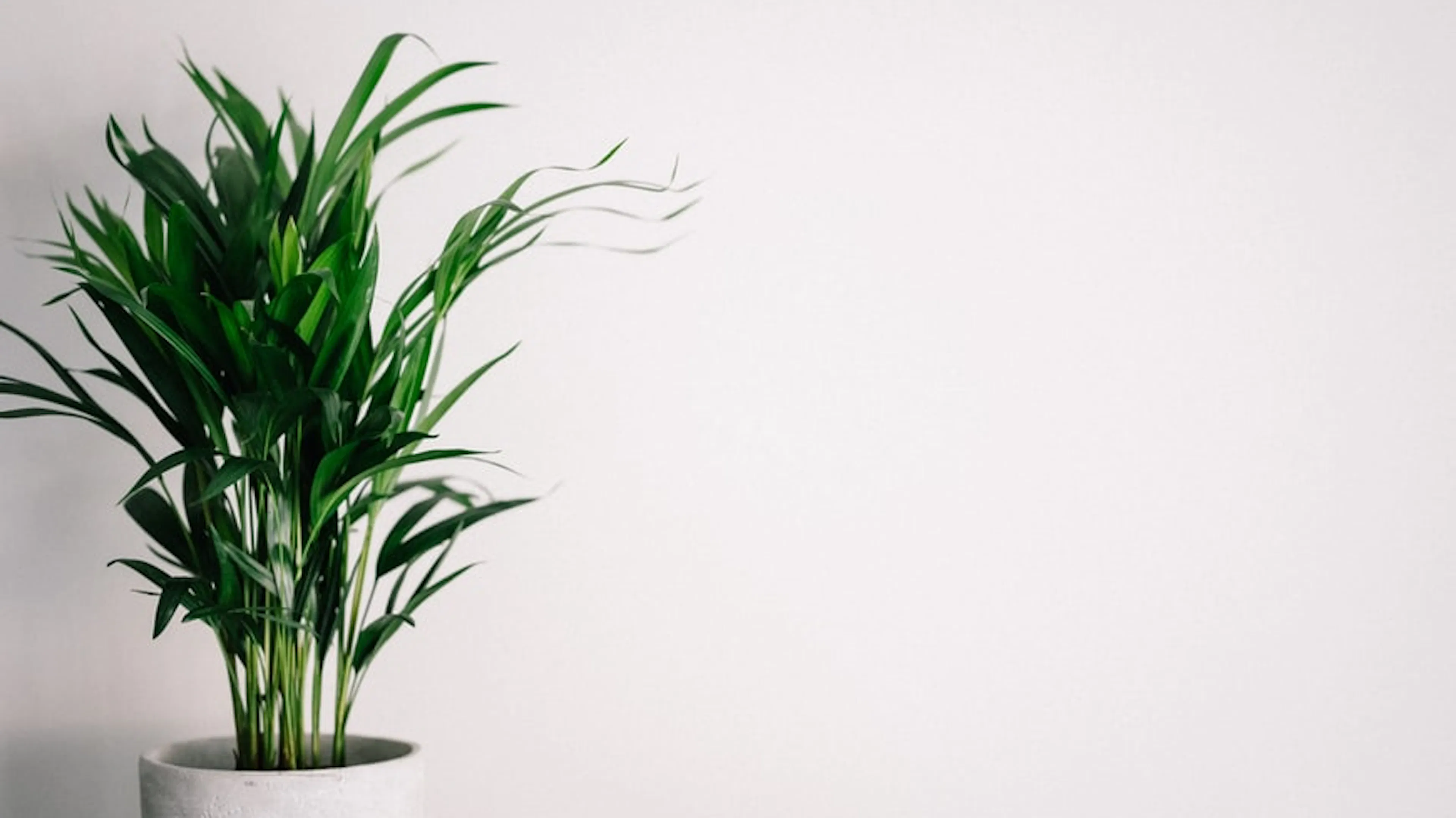 A small parlor palm in a white pot set against a white background
