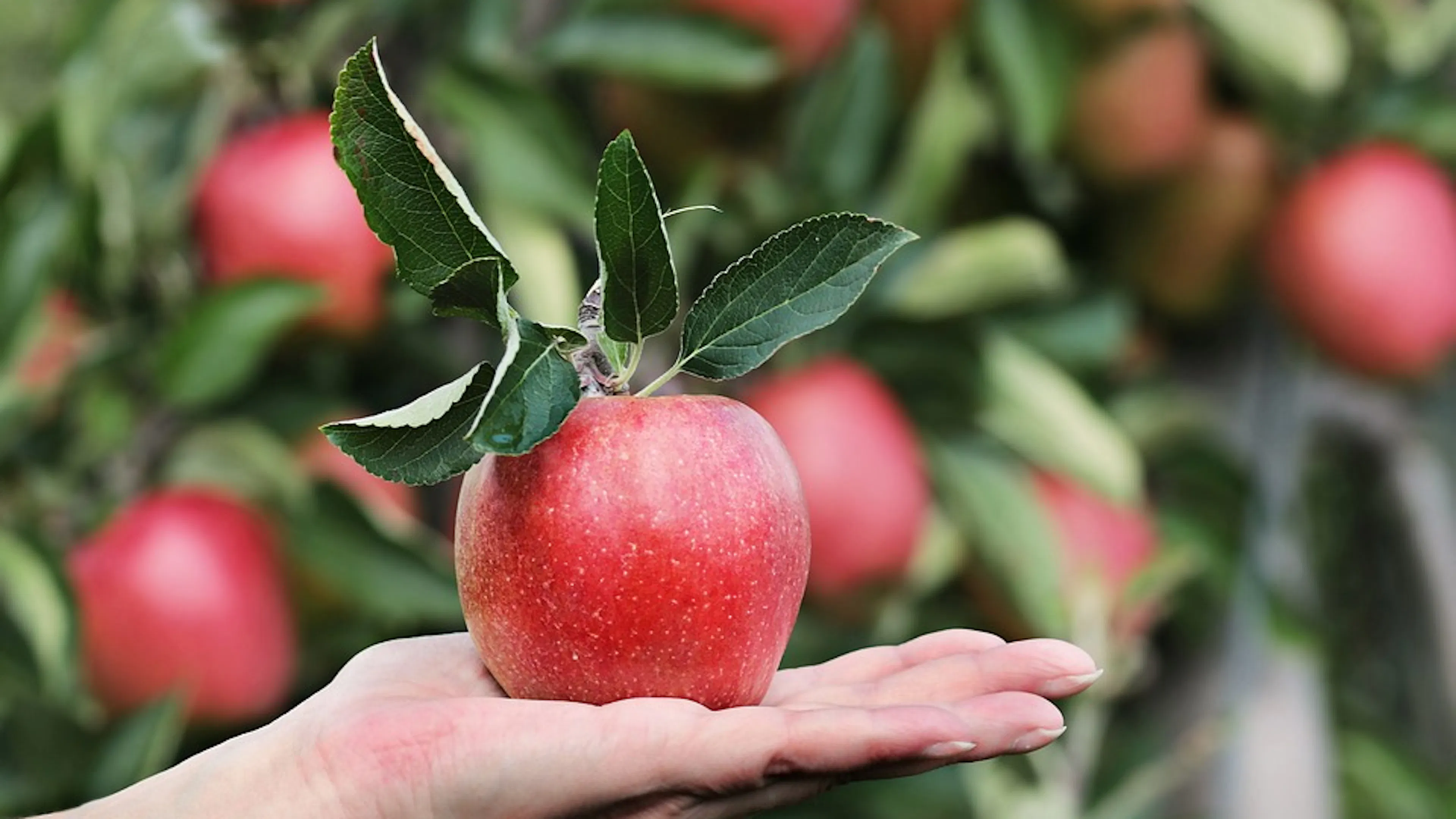 A hand holding a red apple in its palm in front of a blurred background of many red apples on a tree