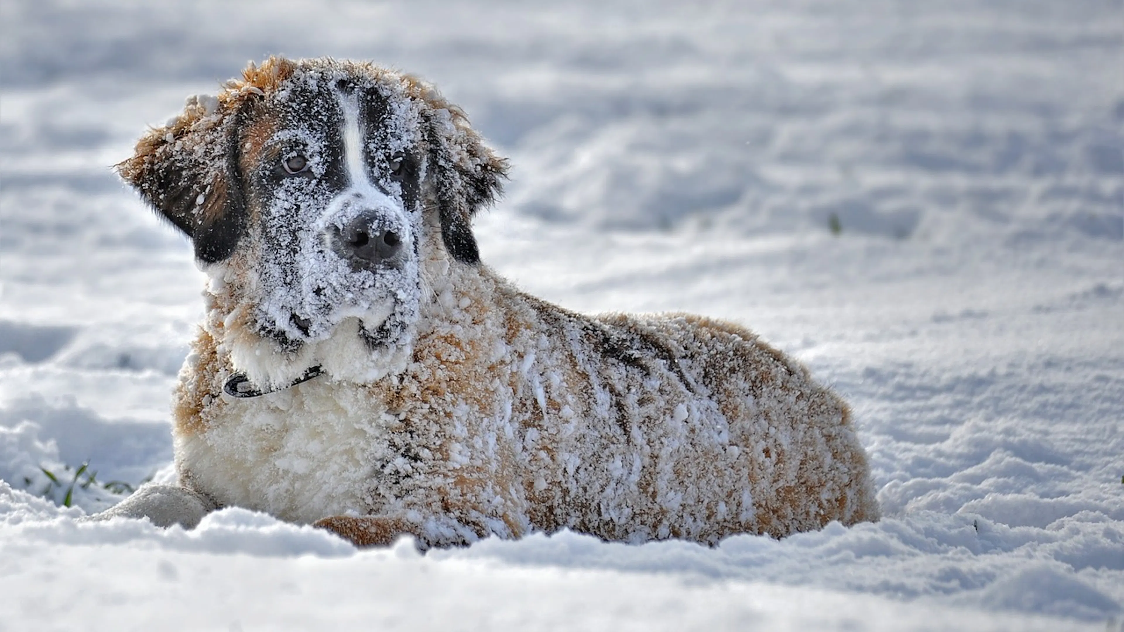 A Saint Bernard dog lying on the ground and covered head to toe in snow