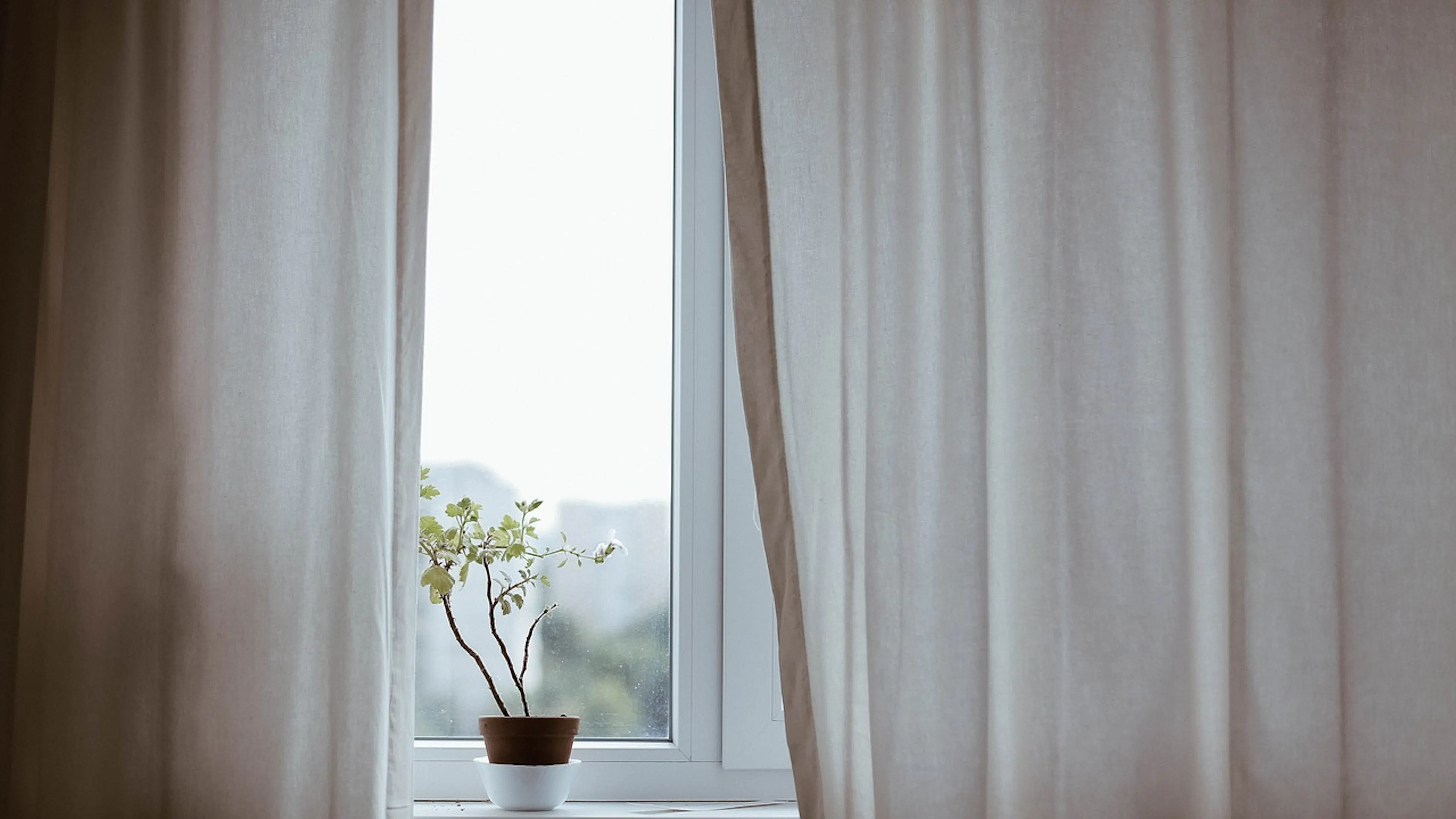 Small bonsai tree on a windowsill with white curtains 