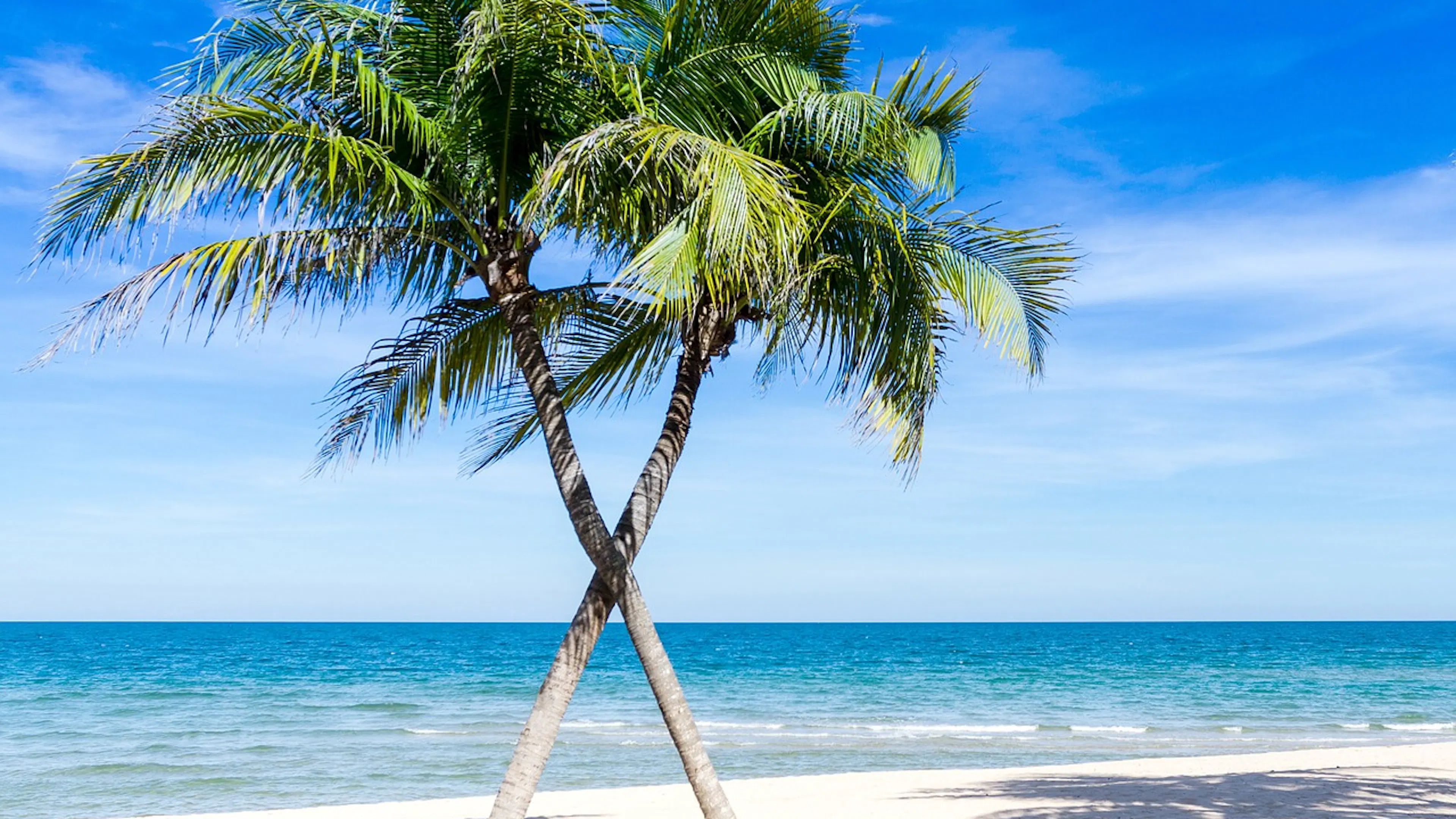 Two coconut palms growing on a white sand beach on front of blue water