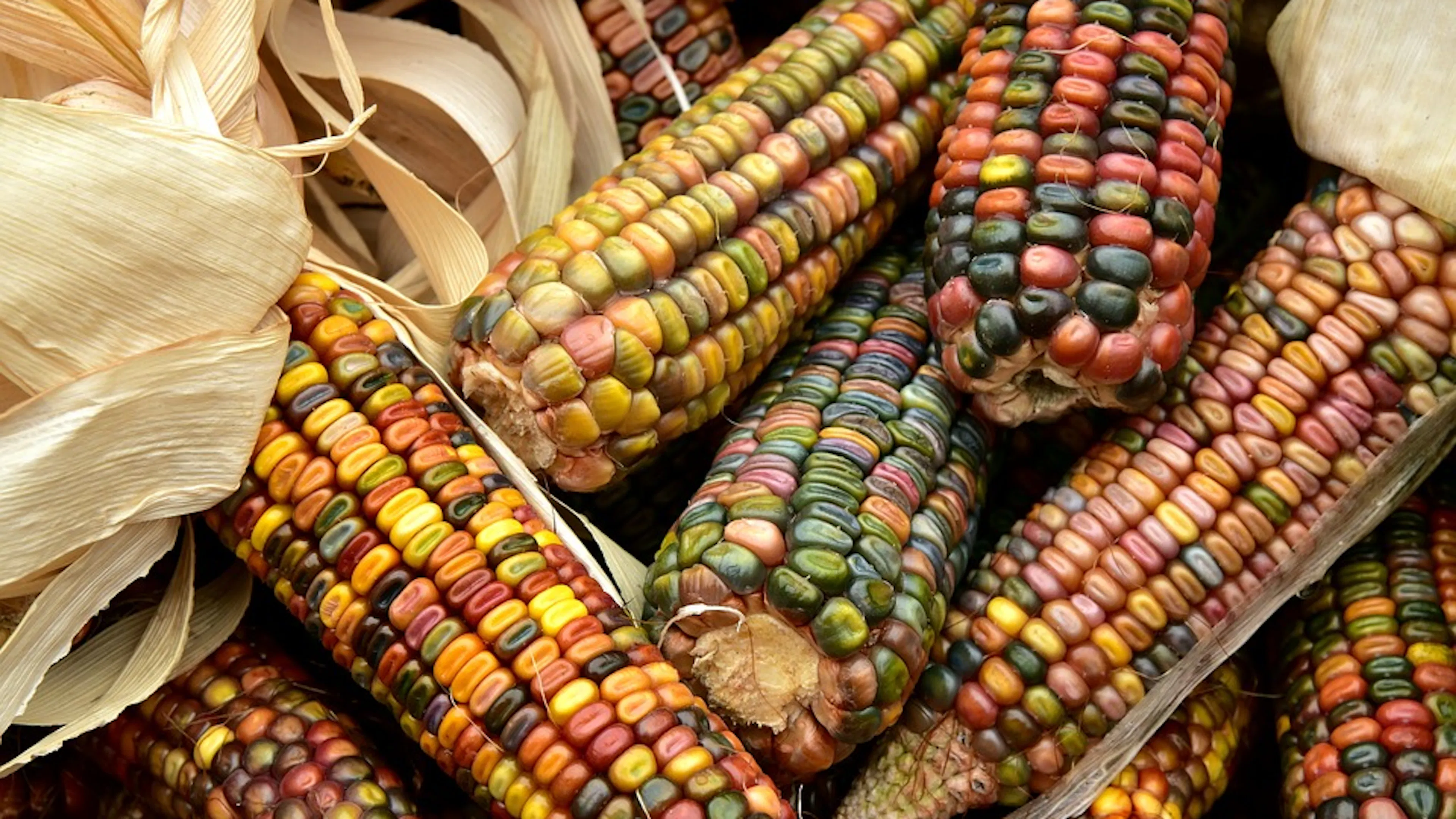 Close up of a bunch of colorful dried corn with husks still attached