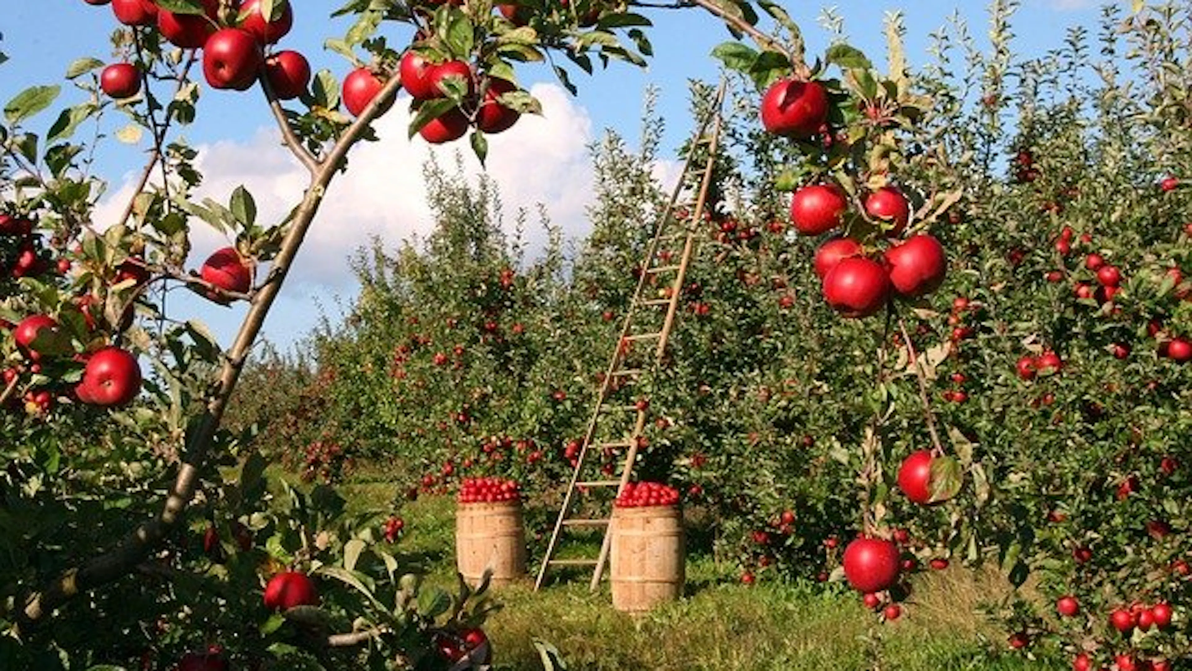 An apple orchard with red apples hanging from the branches and a ladder leaning against the tree