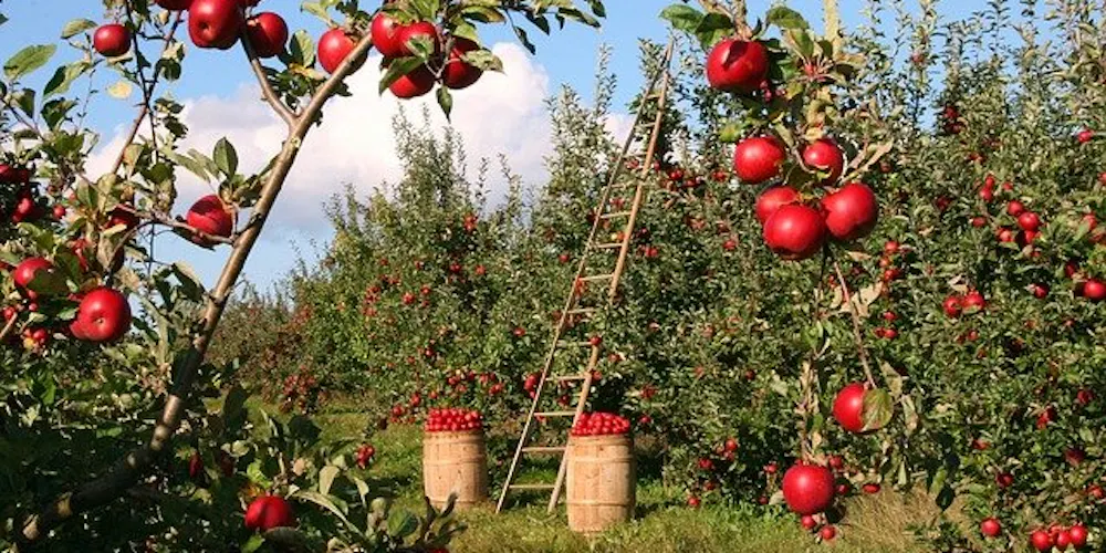 Why Does Washington Have Such Great Apples